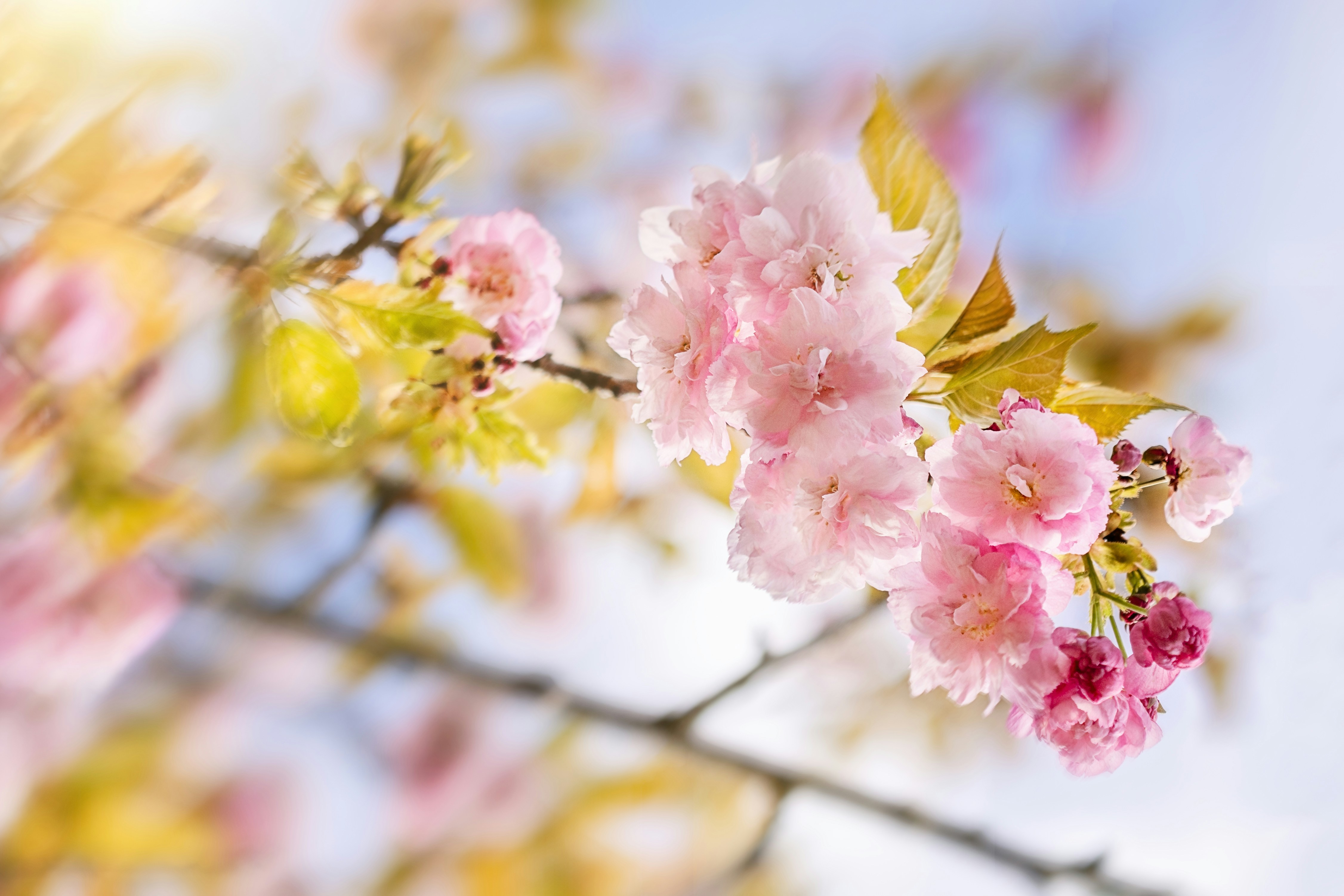 Close-up of delicate pink cherry blossoms on a branch.