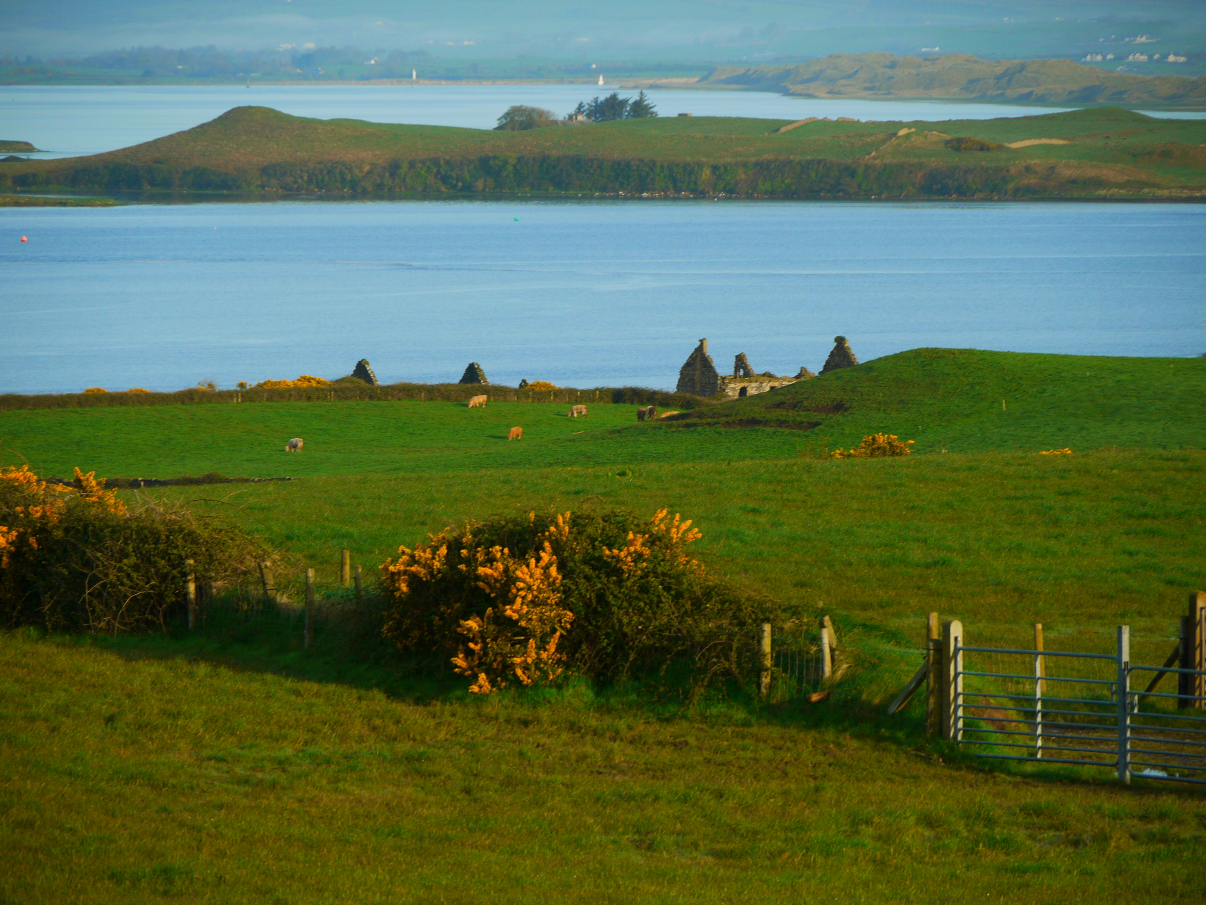 Green rolling hills with sheep and distant ruins
