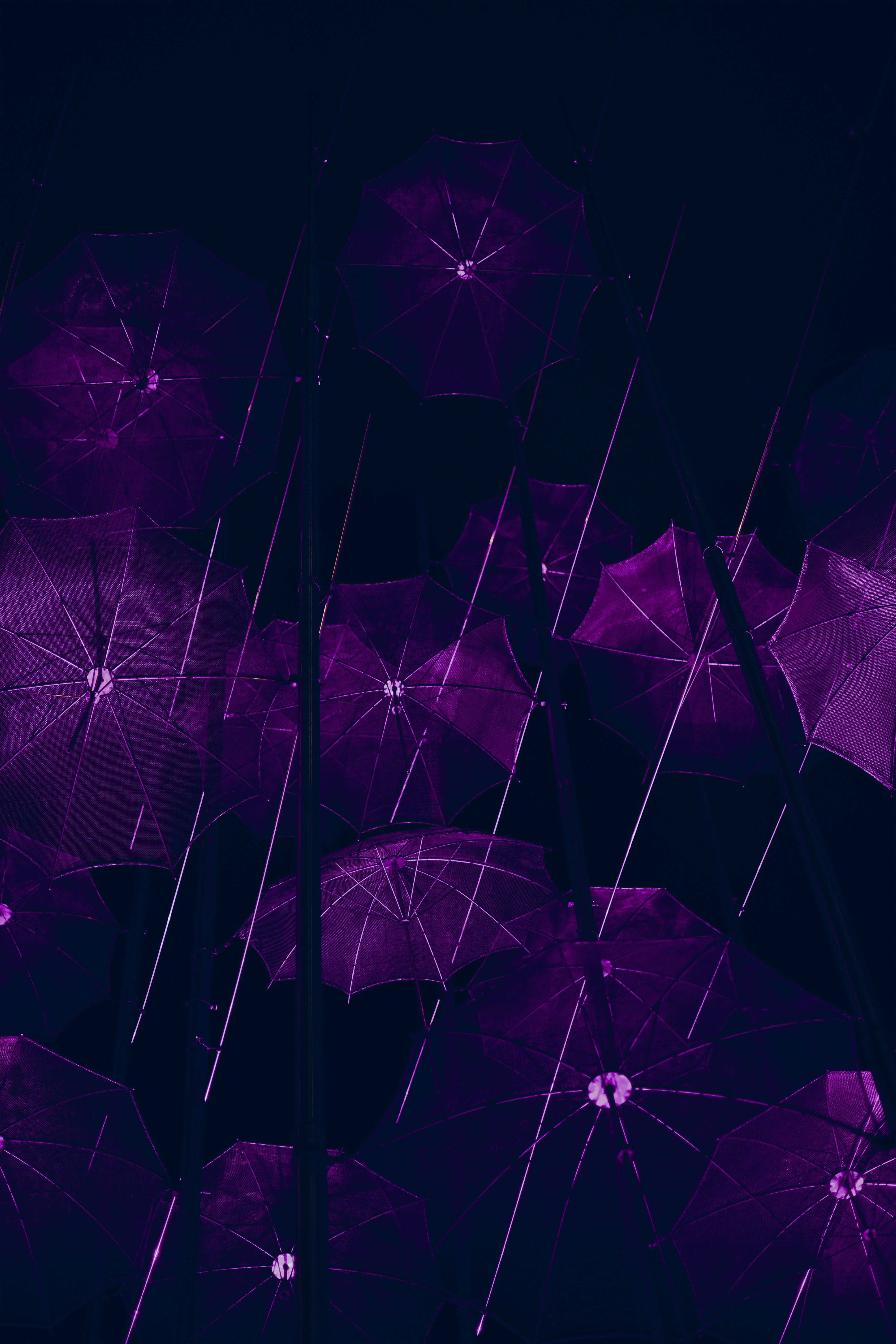 Purple umbrellas with rain falling down