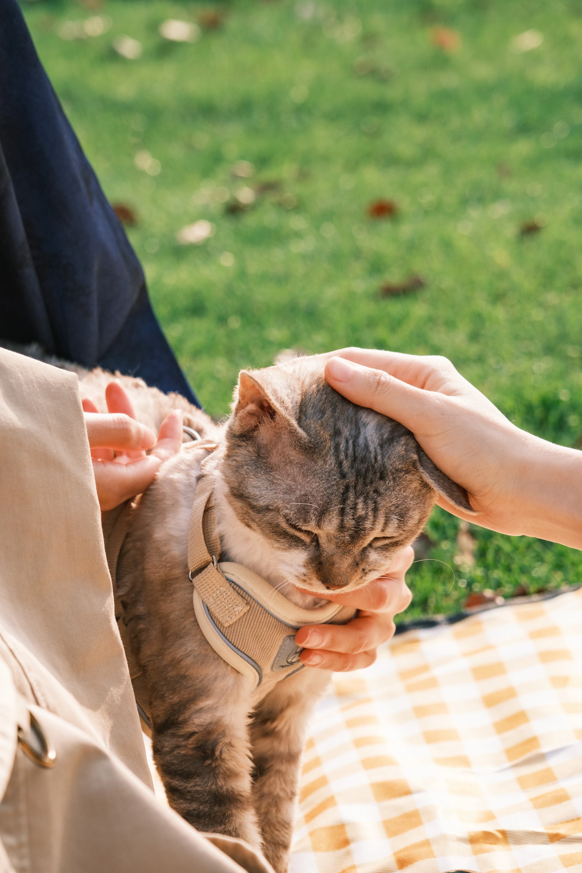 A person pets a cat wearing a harness outdoors.