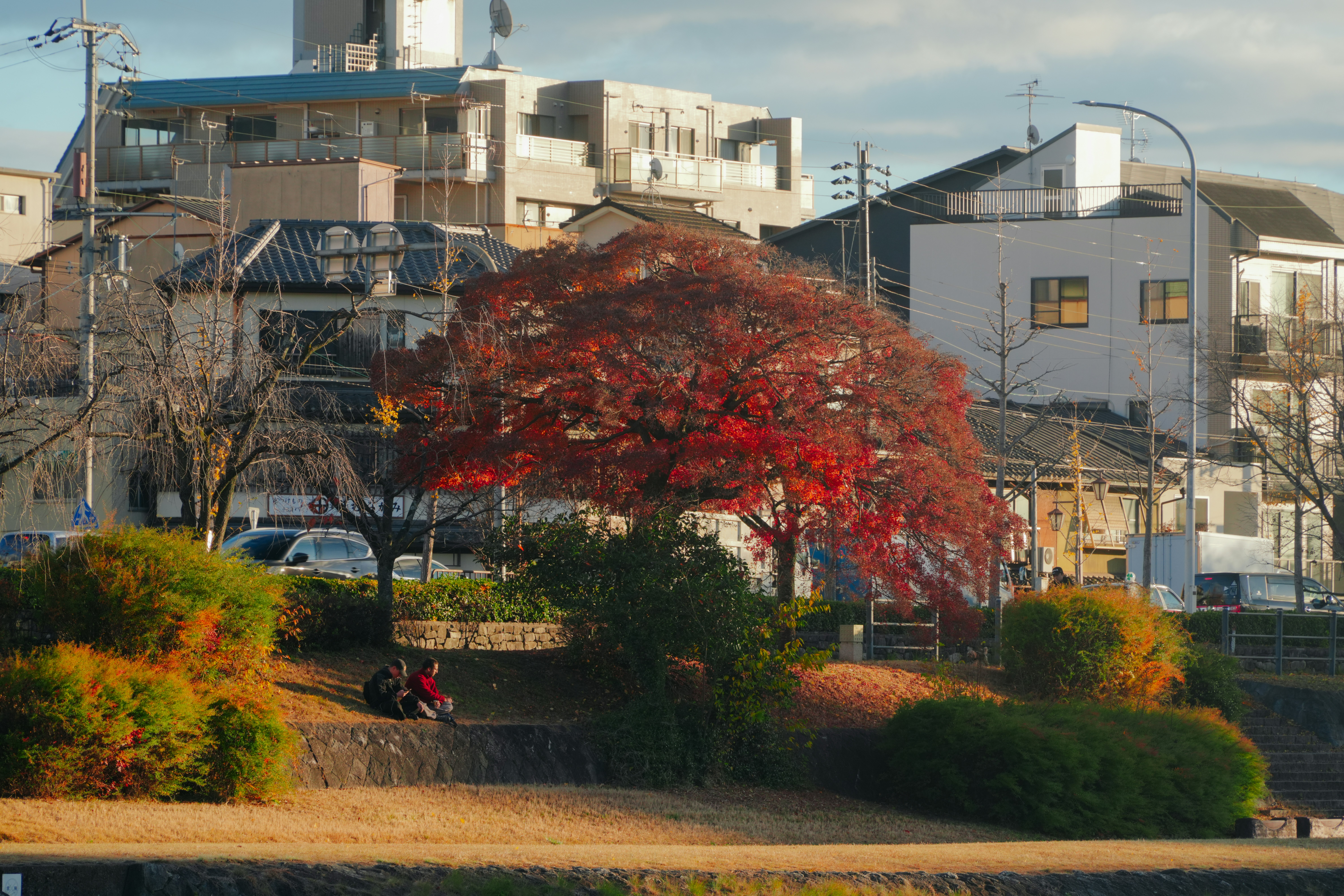 公園の中にある赤い葉の鮮やかな木。