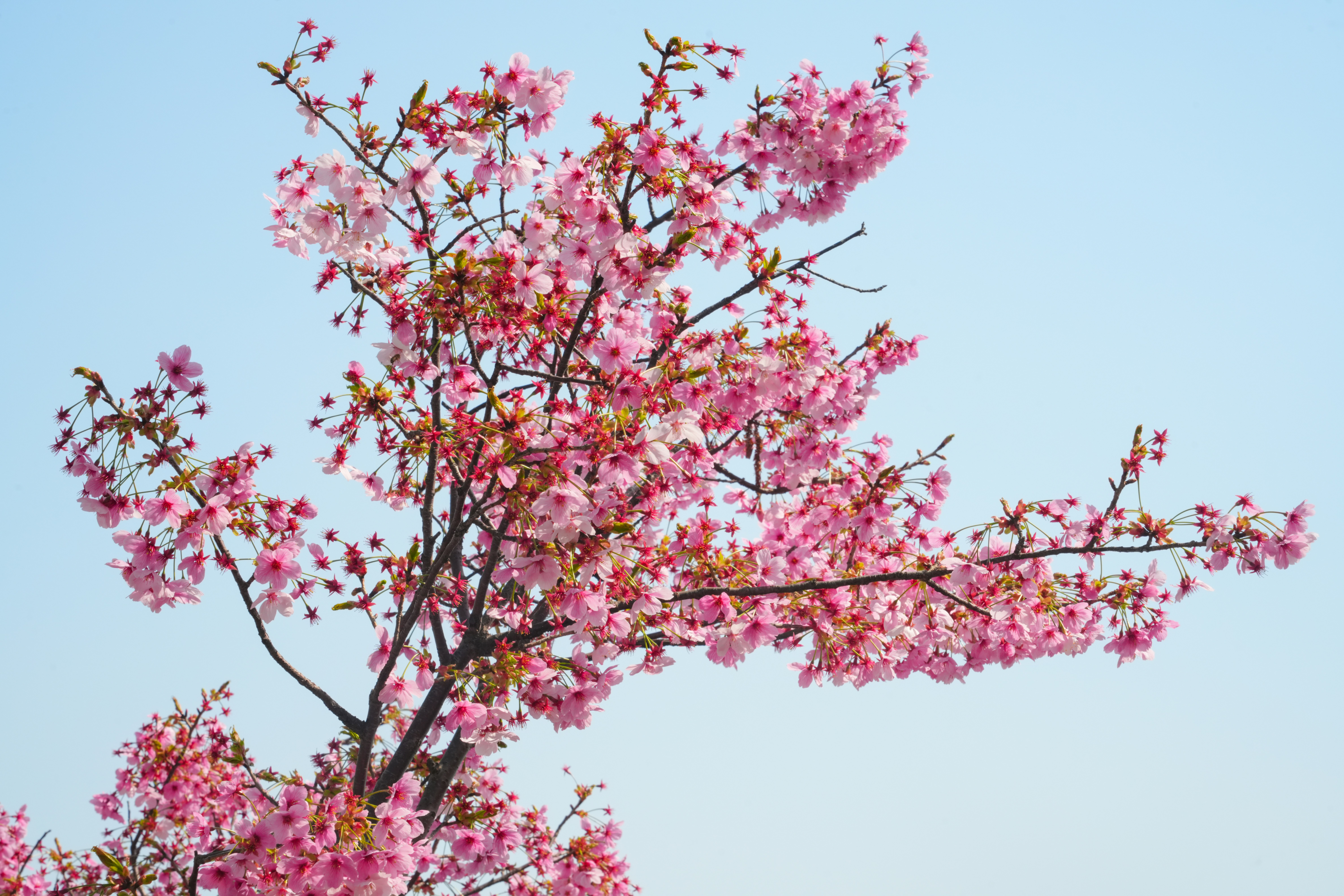 澄んだ青空を背景に咲く桜の枝。