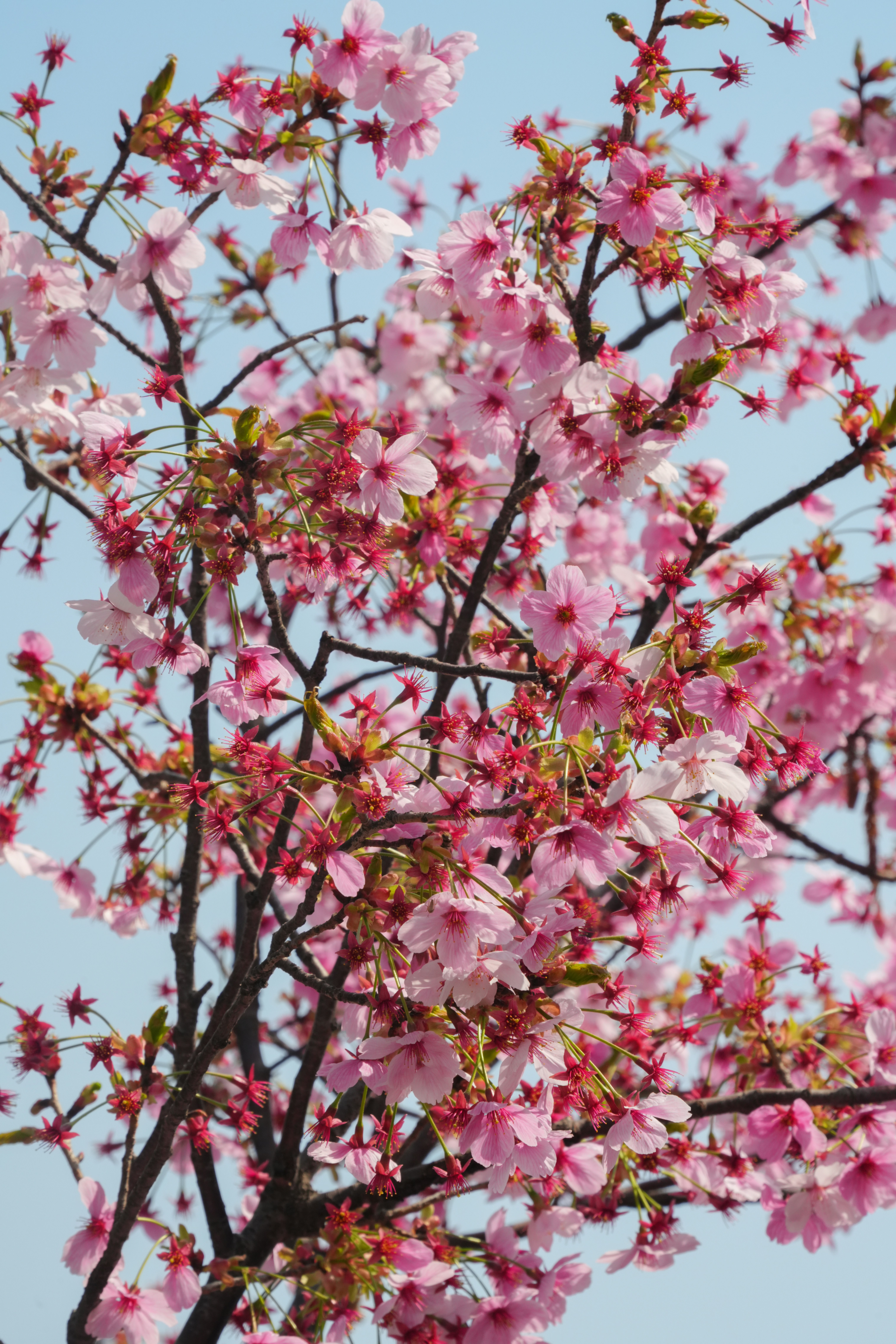 澄んだ青空にピンクの桜が咲く。