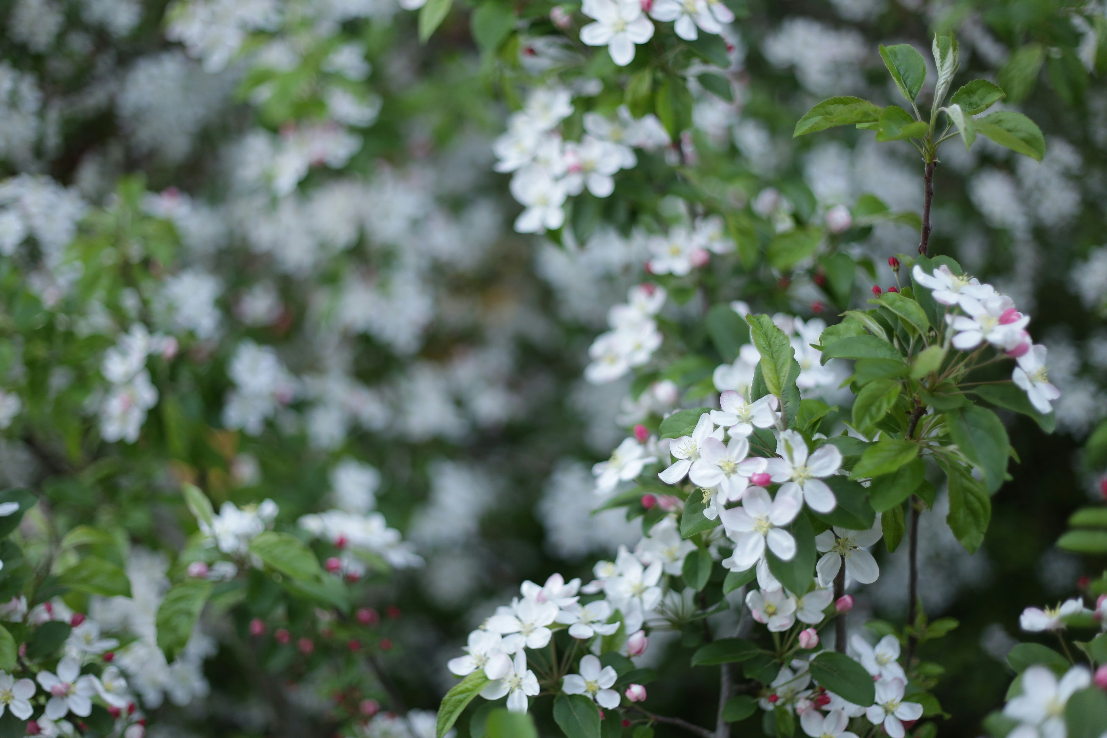 Zarte weiße Blüten auf einem laubreichen Ast