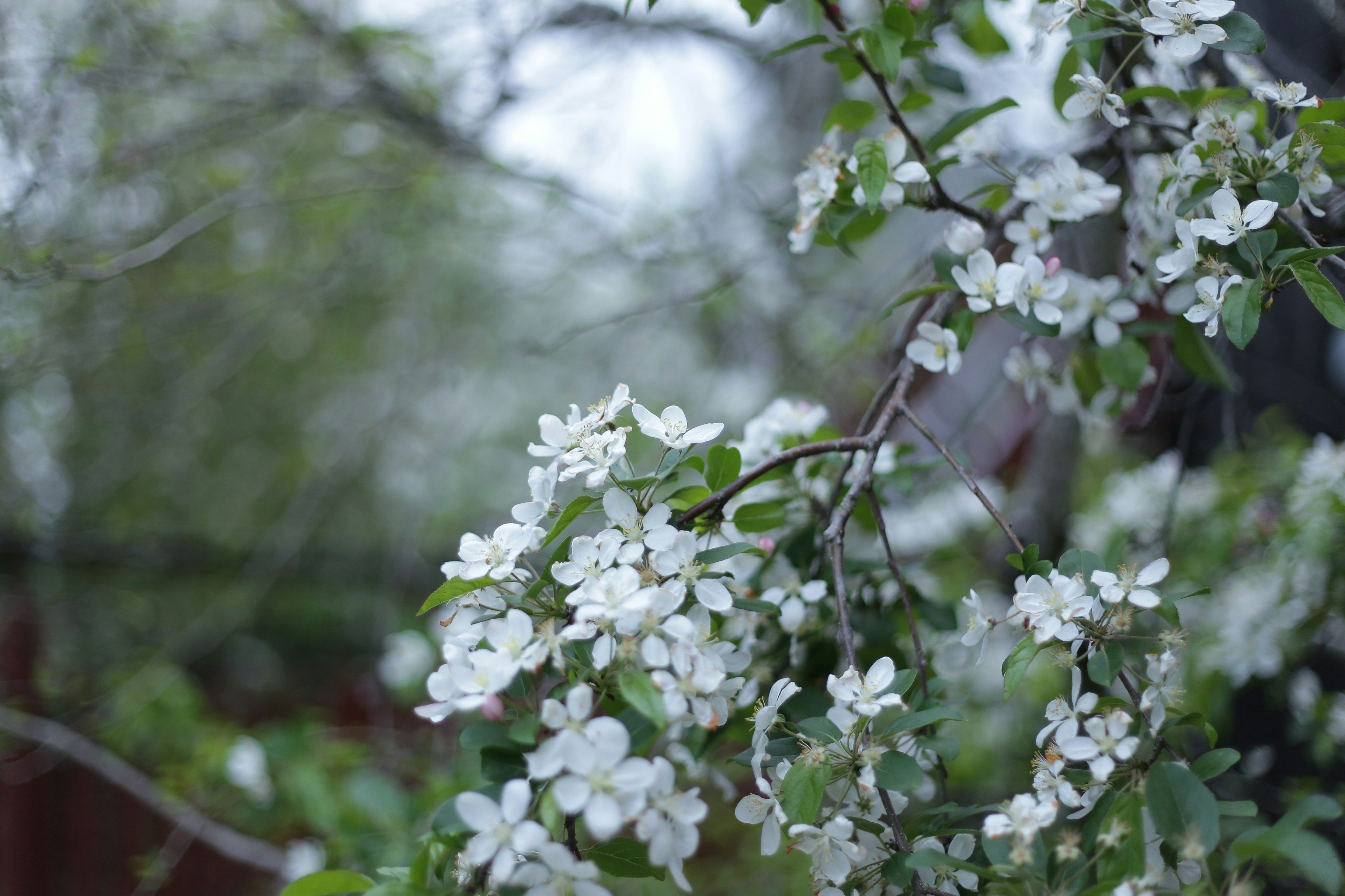 Weiße Apfelblüten an einem Ast im Frühling