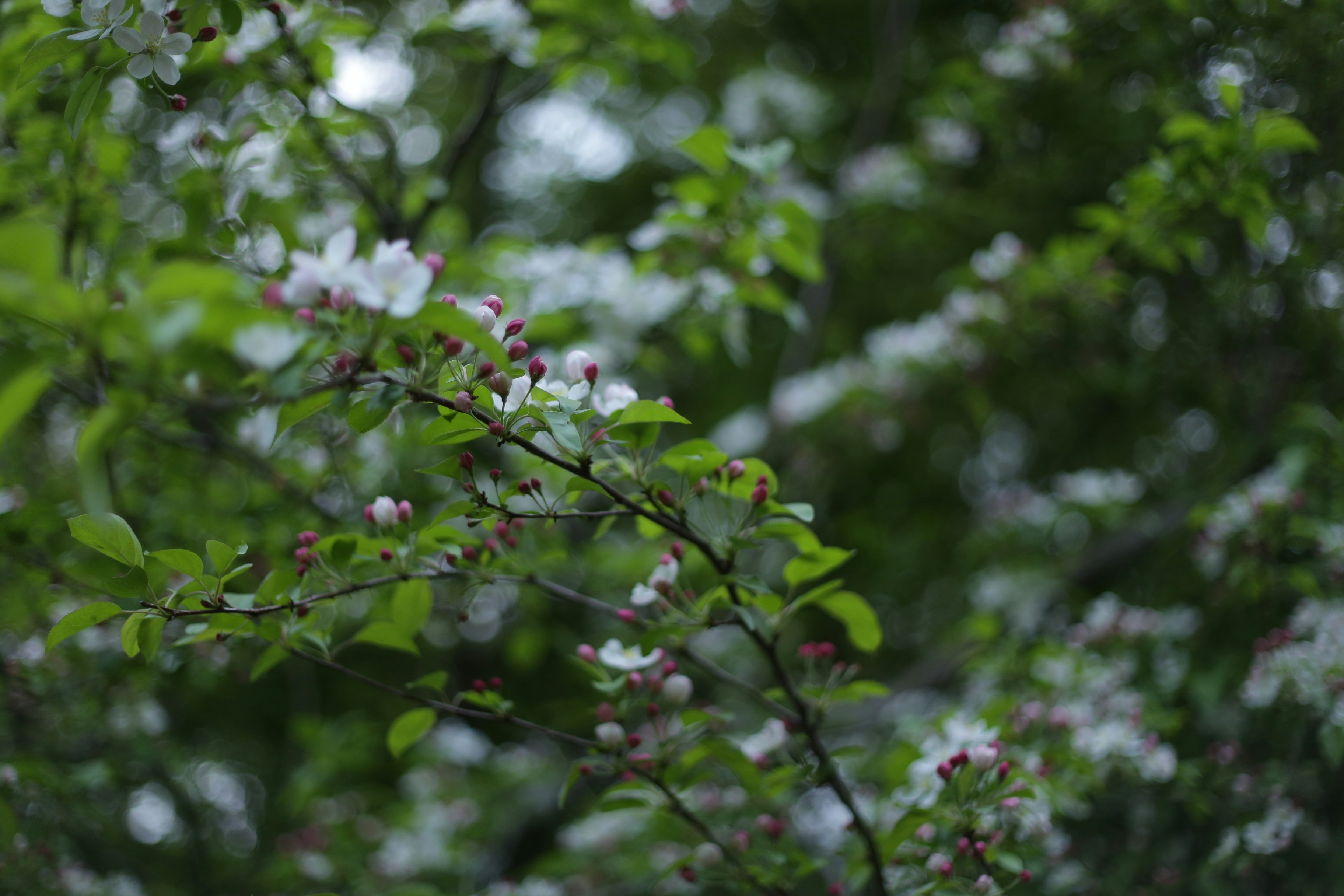 Zarte weiße Blüten auf einem laubreichen Ast.