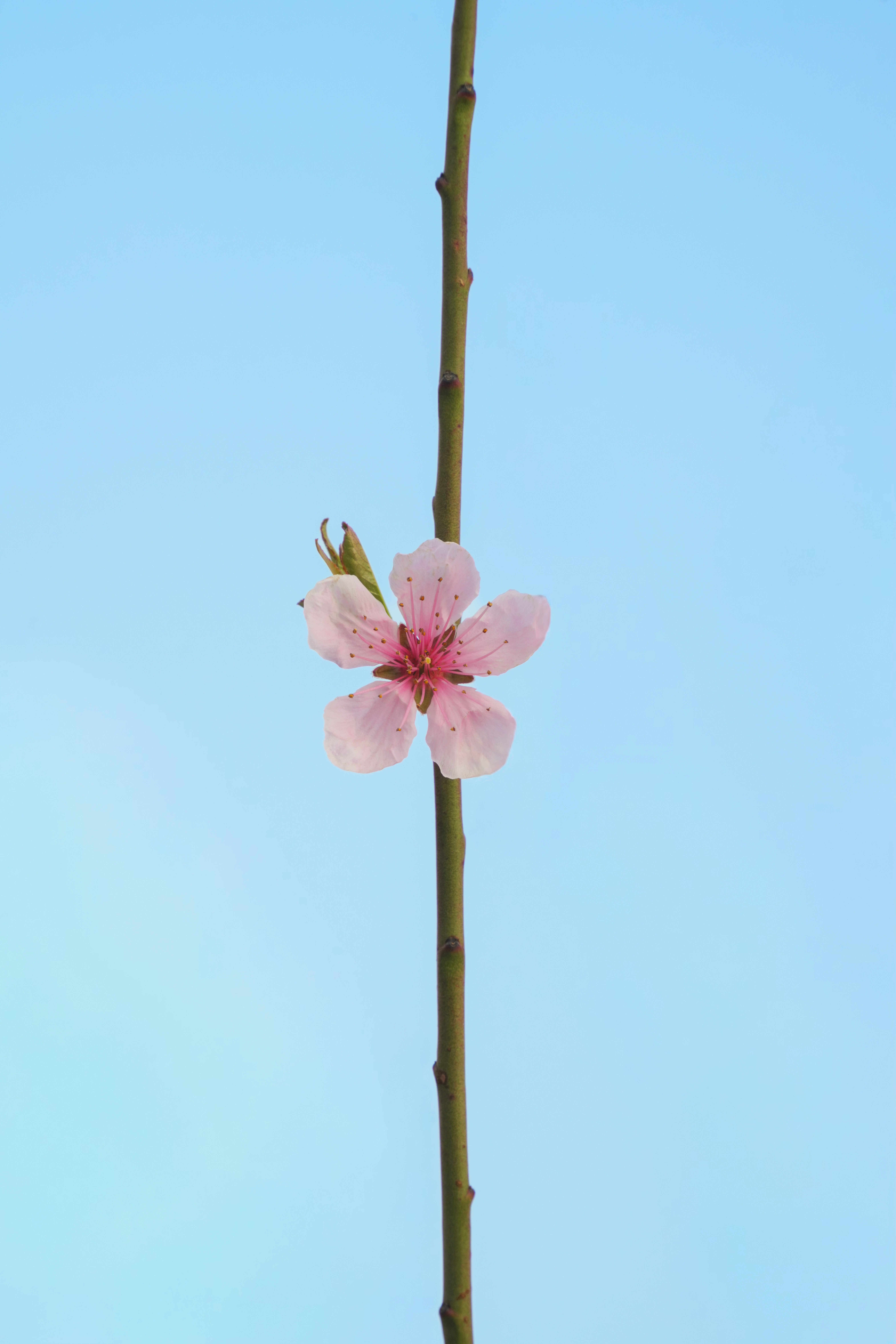 細い枝に咲く一輪のピンクの花。
