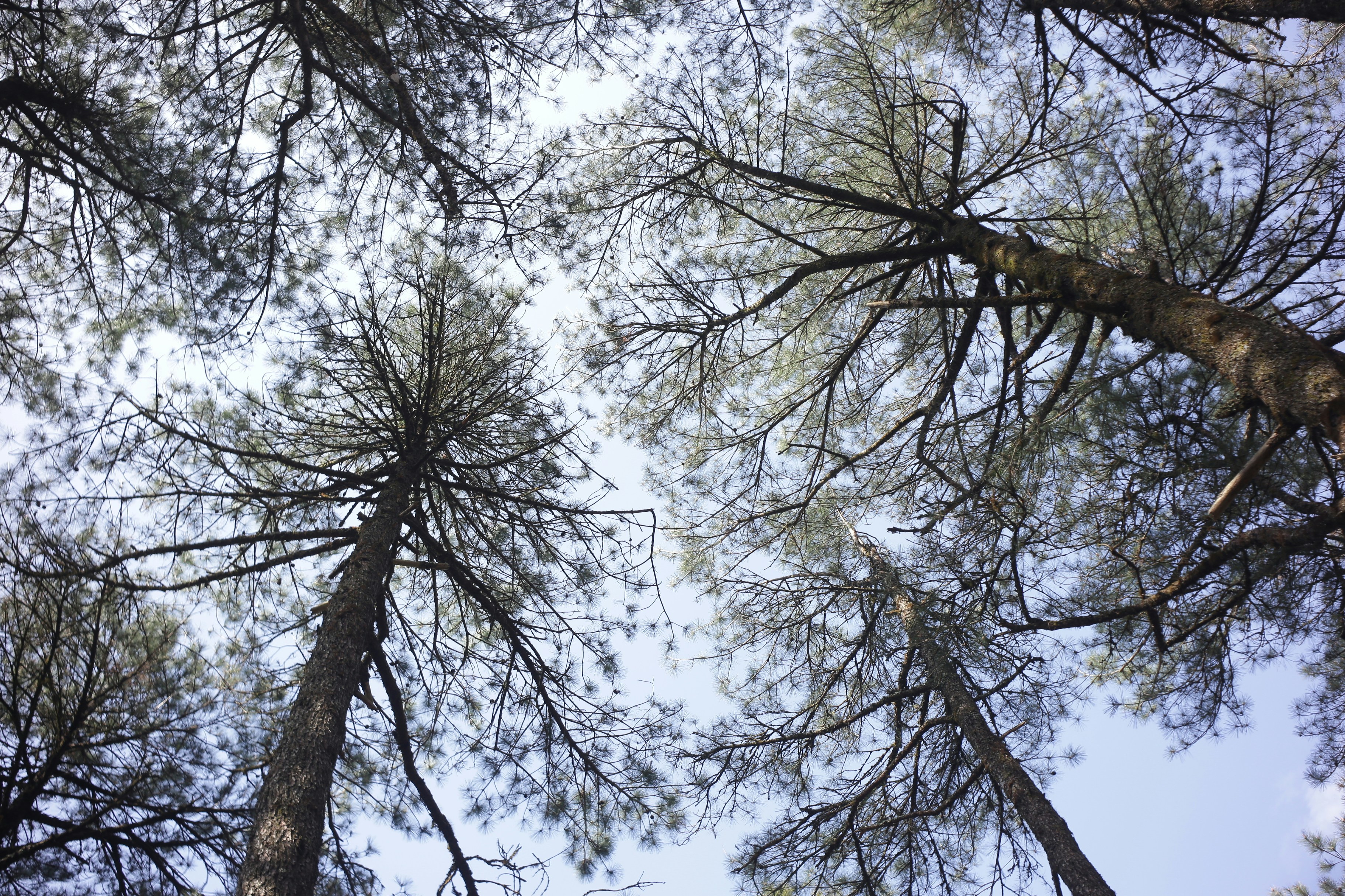 Er blickte durch hohe Kiefern zum Himmel.