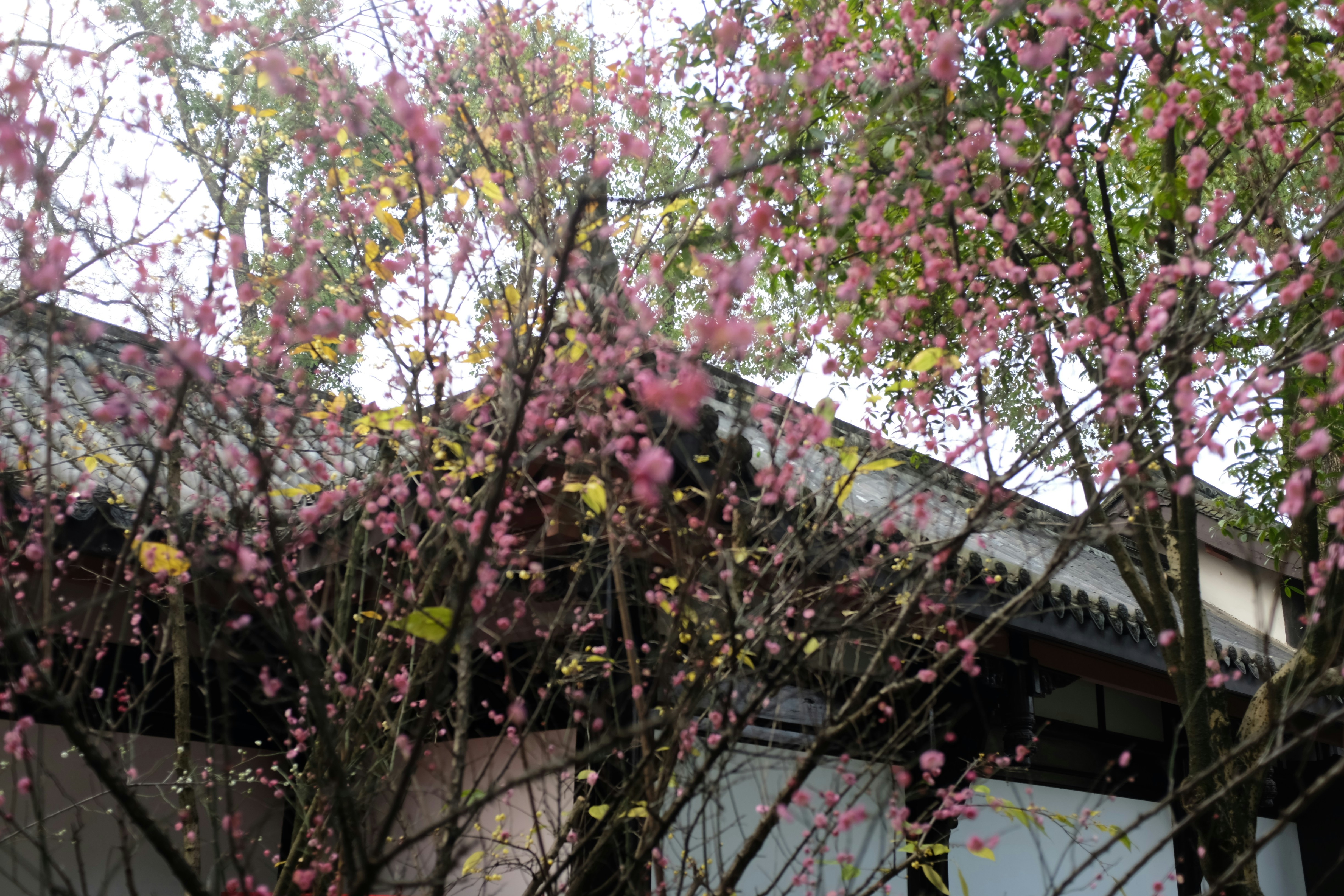 Rosa Kirschblüten blühen auf Ästen.