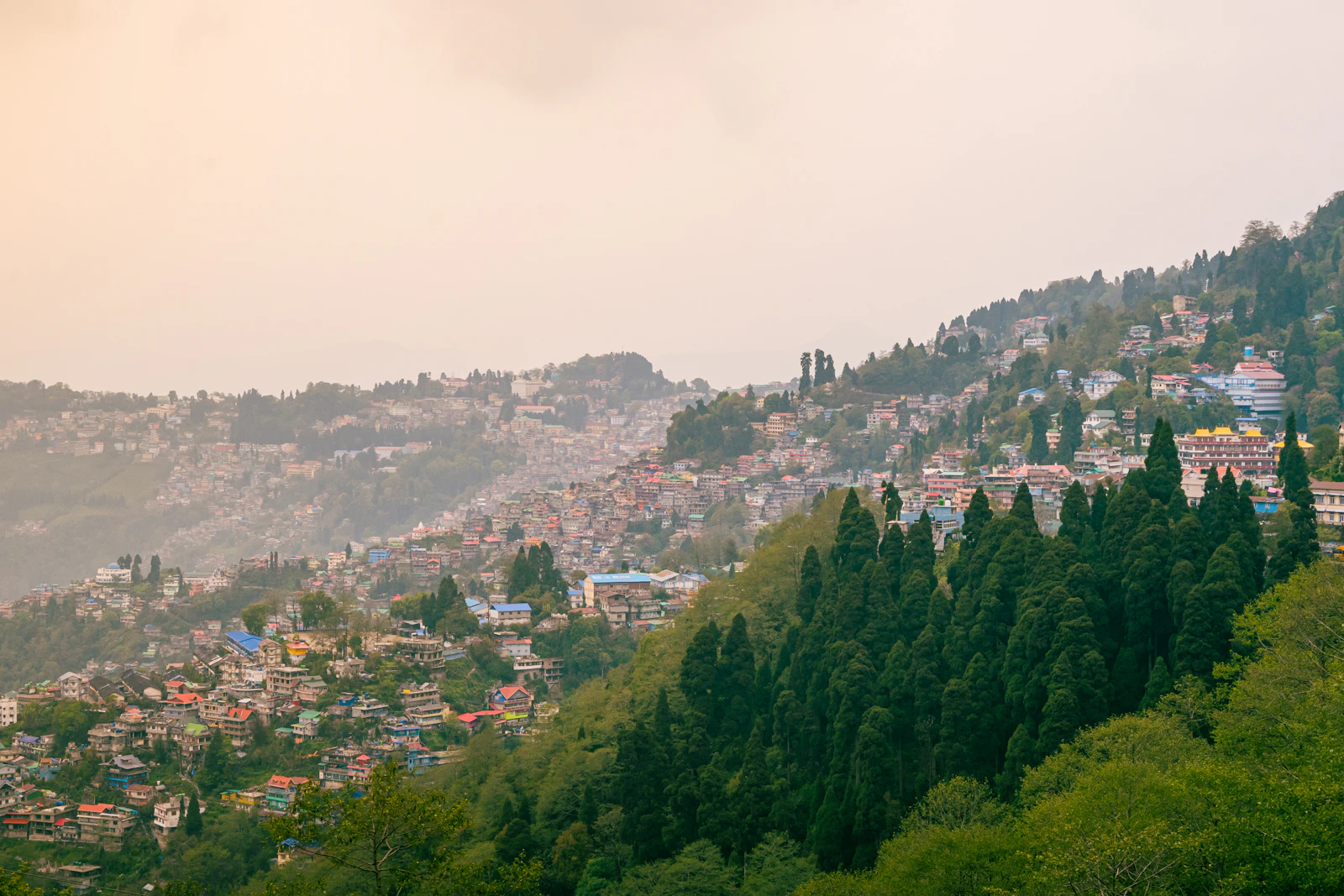 Darjeeling spilling down its ridge in soft evening light, tall conifers rising in the foreground