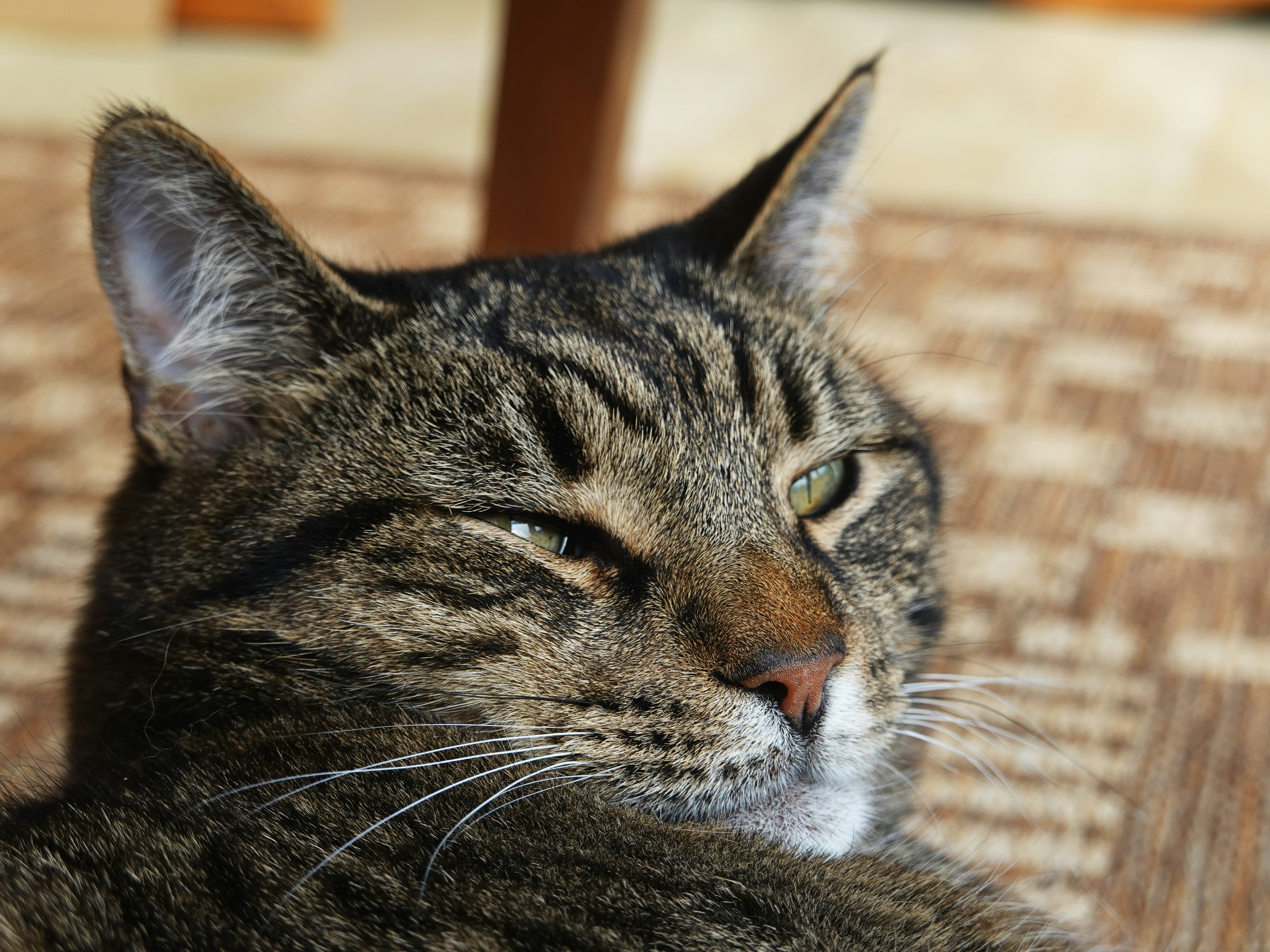 A tabby cat with green eyes looks to the side.