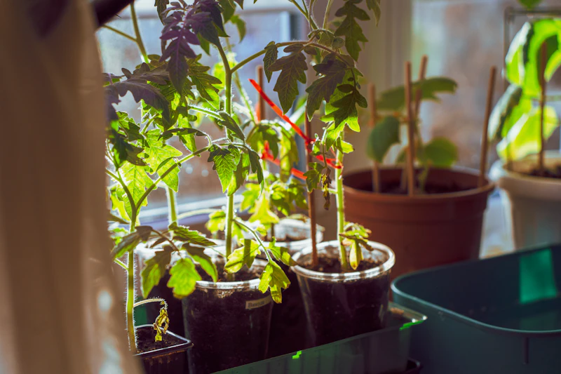 Young tomato plants growing in pots on a sunny windowsill — beginner indoor gardening course from seed to harvest