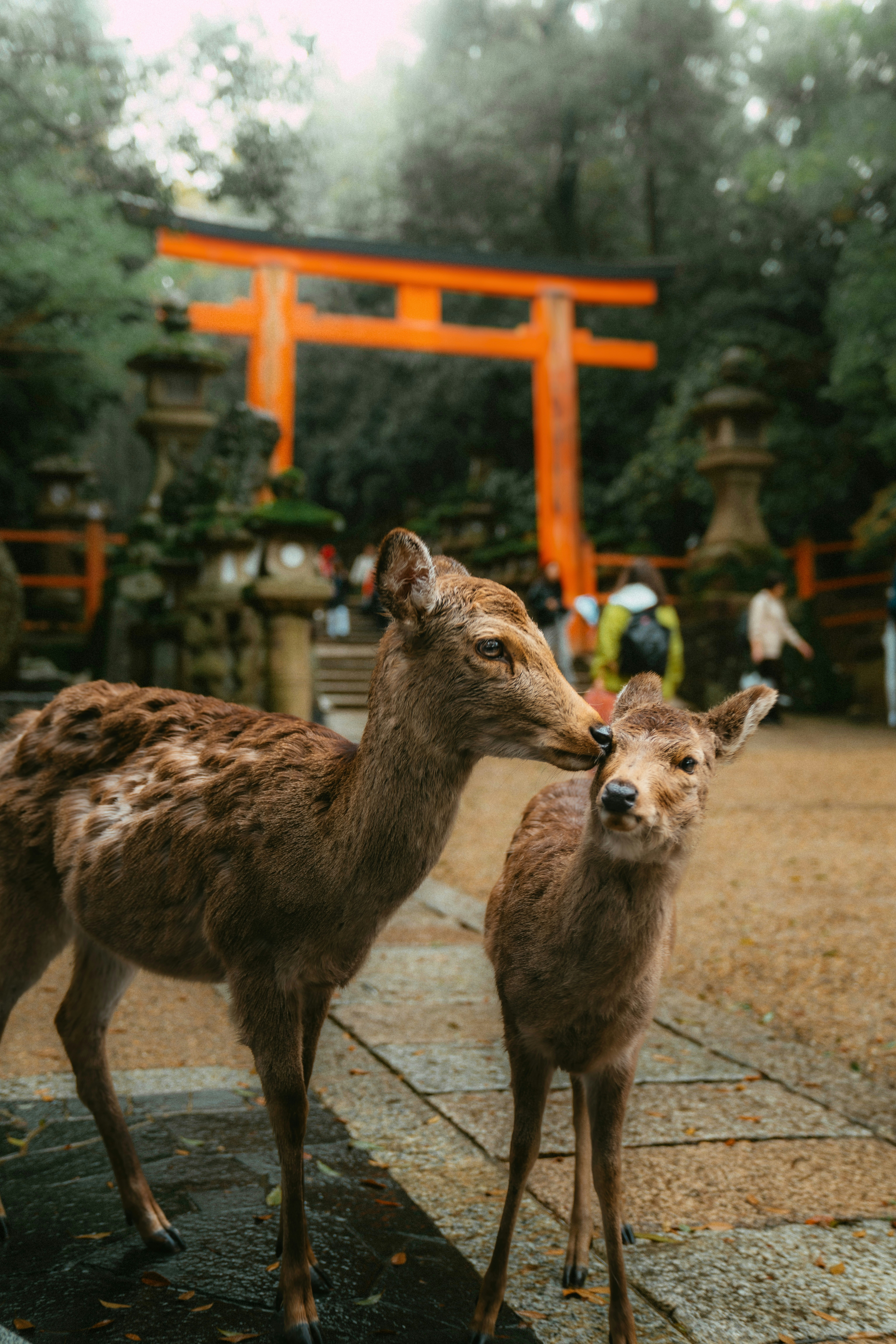 Two deer stand near a vibrant orange torii gate.