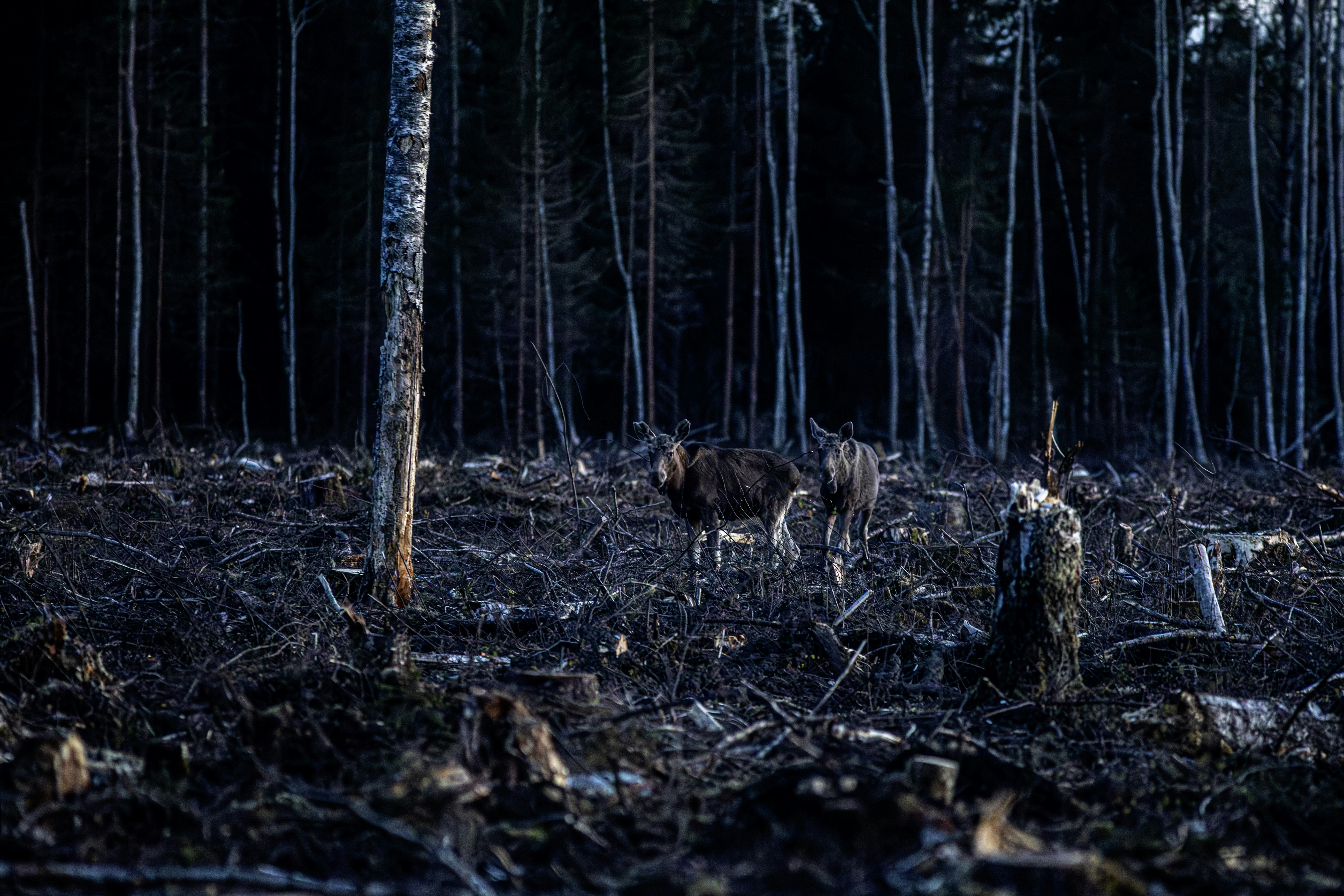Dos ciervos se encuentran en una zona deforestada con árboles altos.