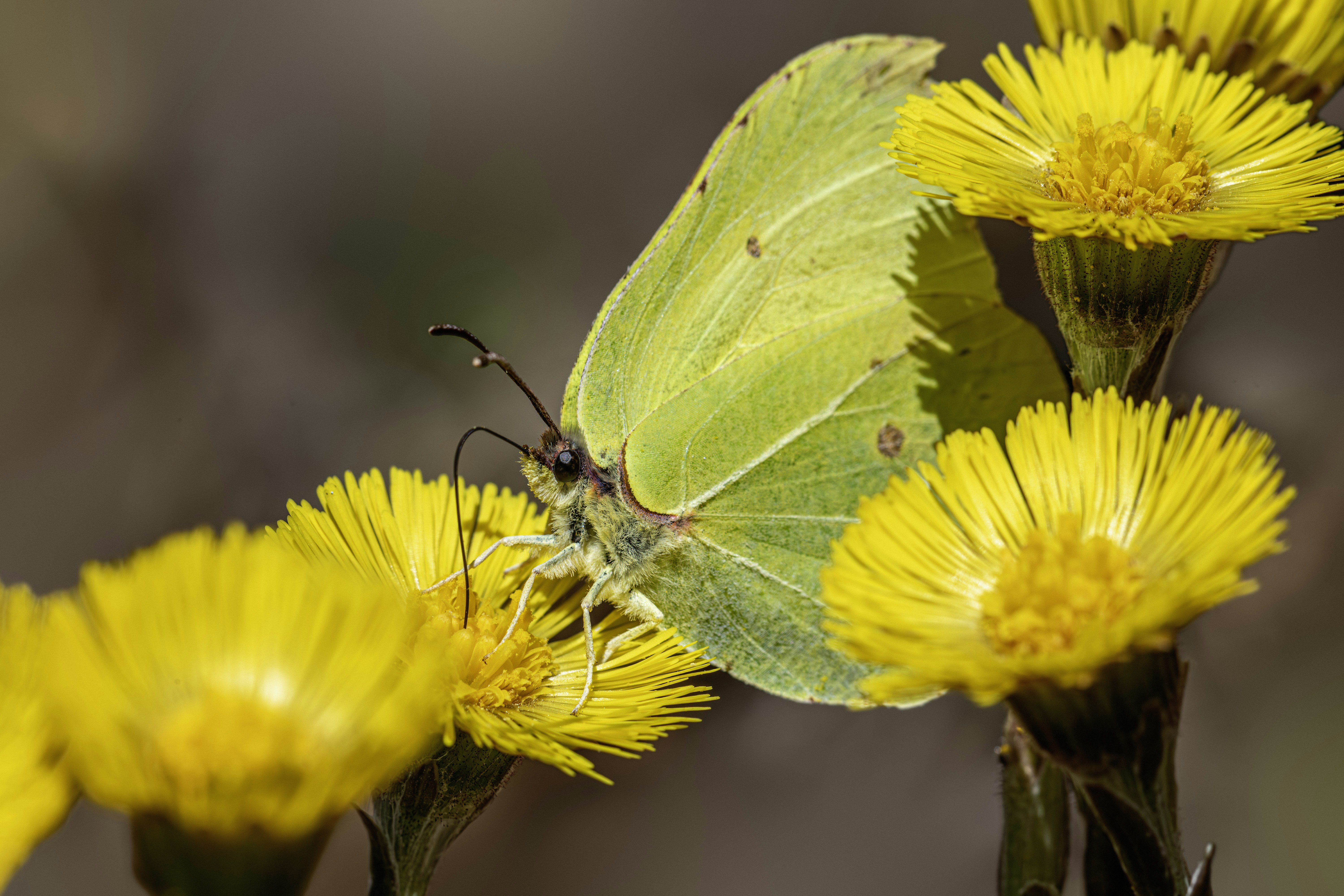 A bright yellow butterfly rests on yellow flowers.