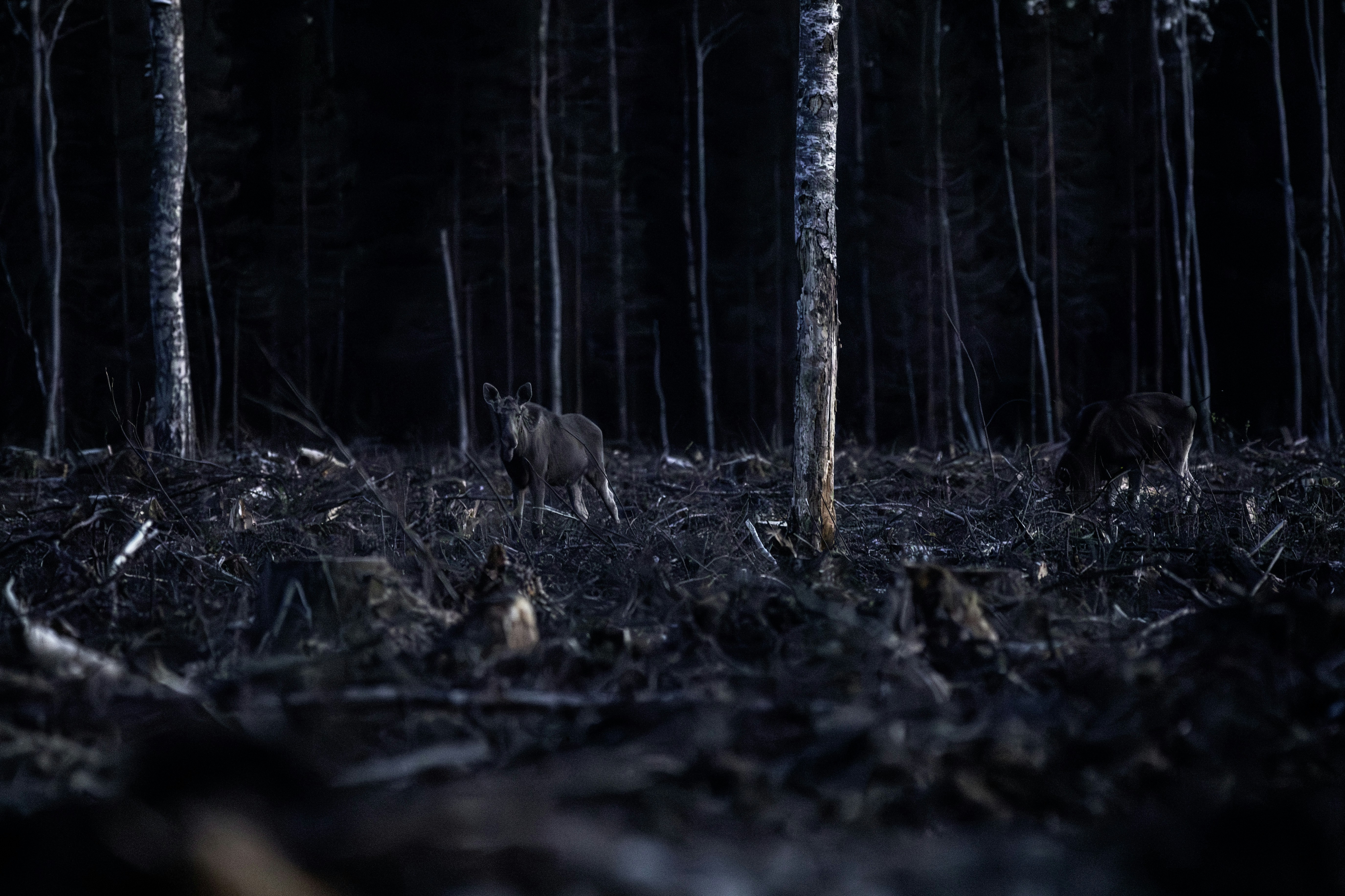 Three wild boars foraging in a dark, logged forest.