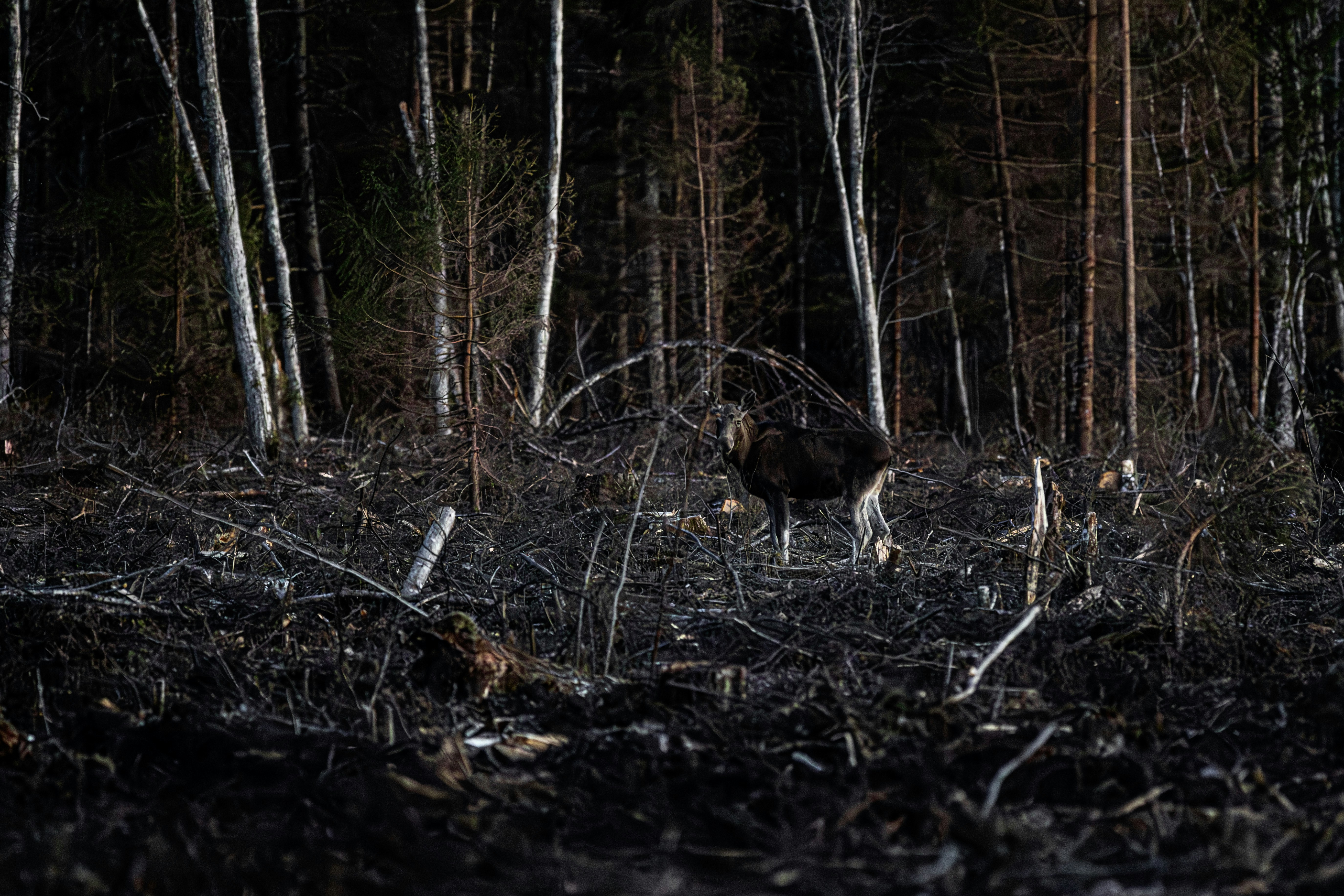 A moose walks through a dark, logged forest.