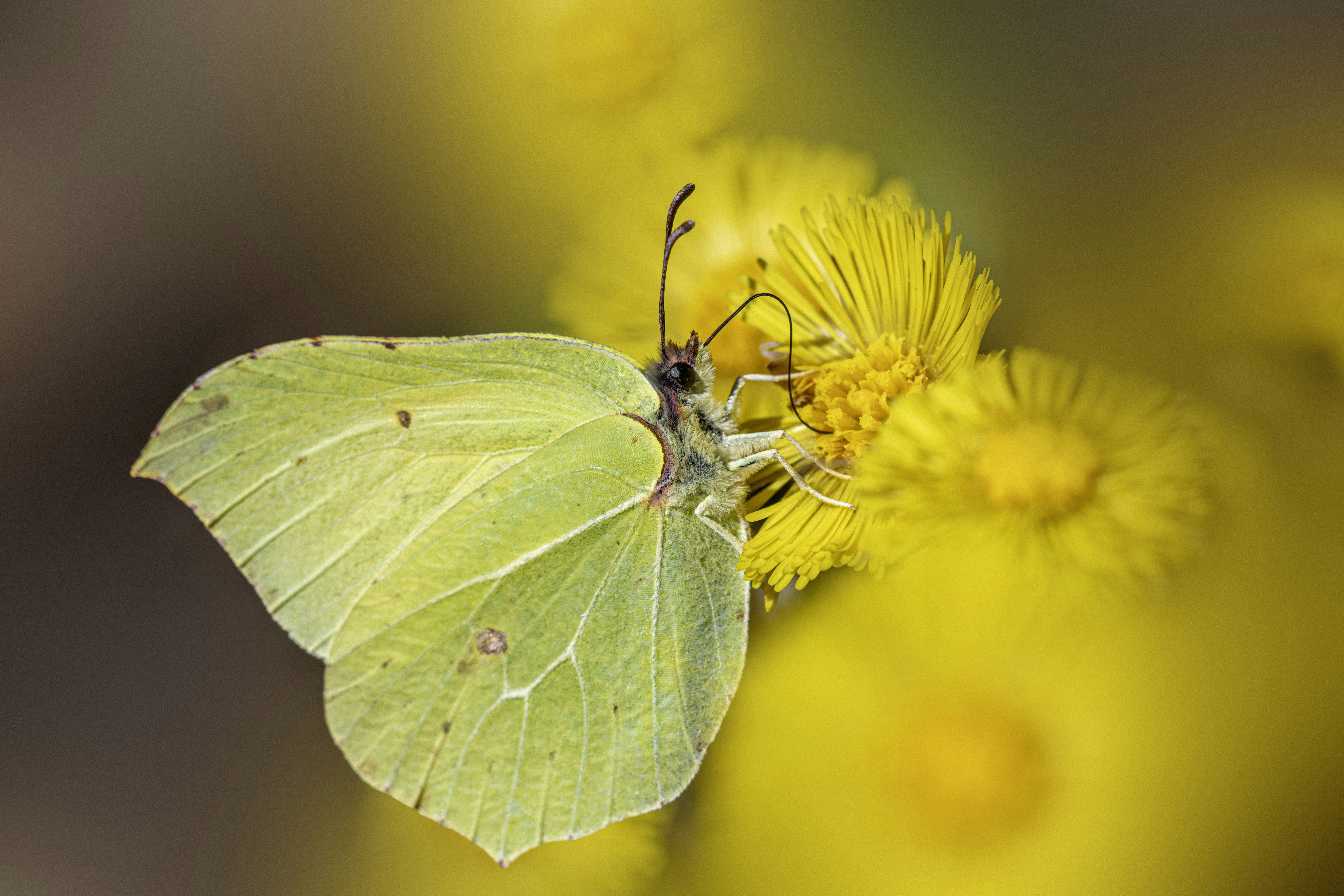 A pale yellow butterfly rests on a bright yellow flower.