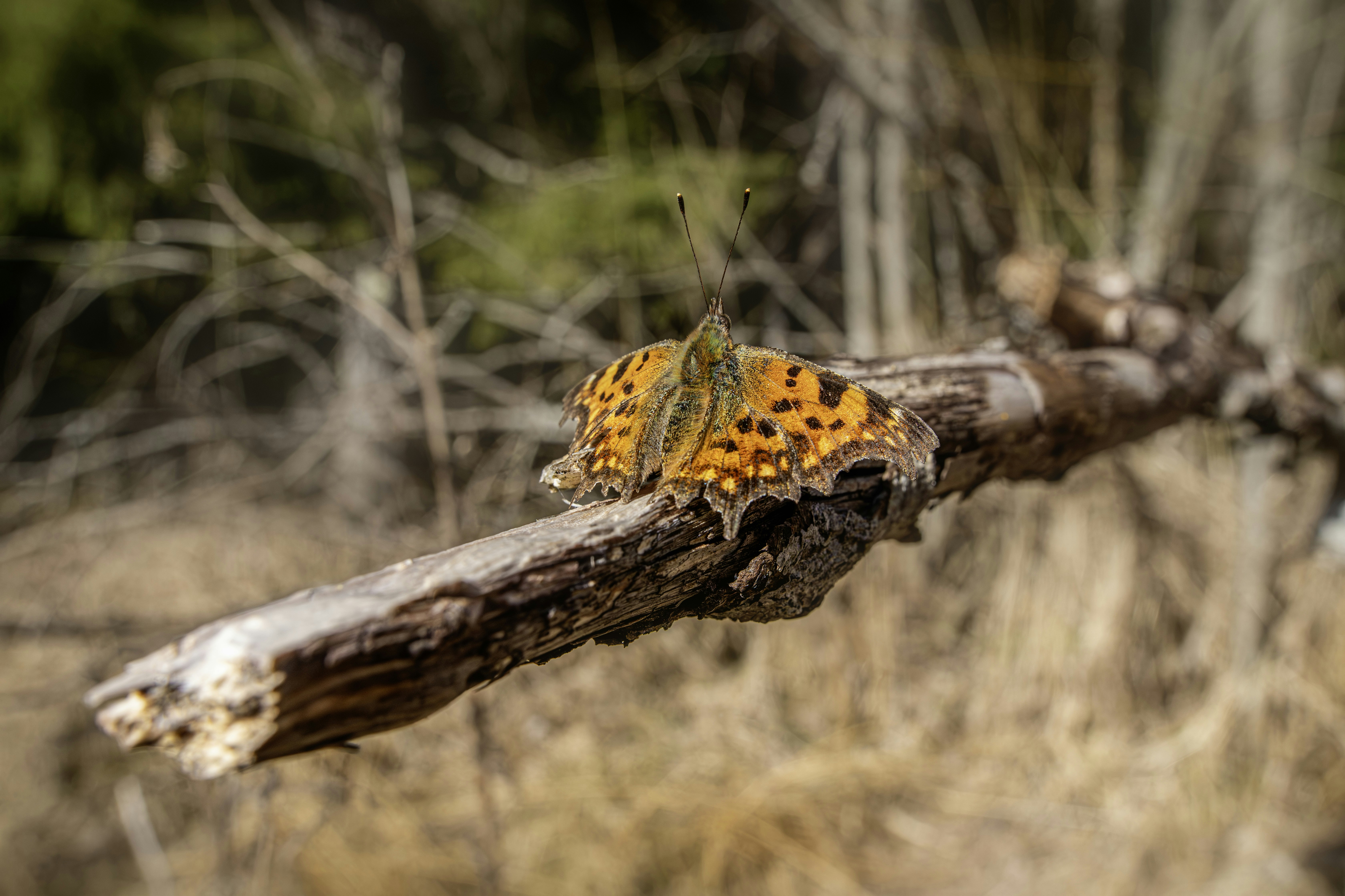 An orange butterfly rests on a dry branch.