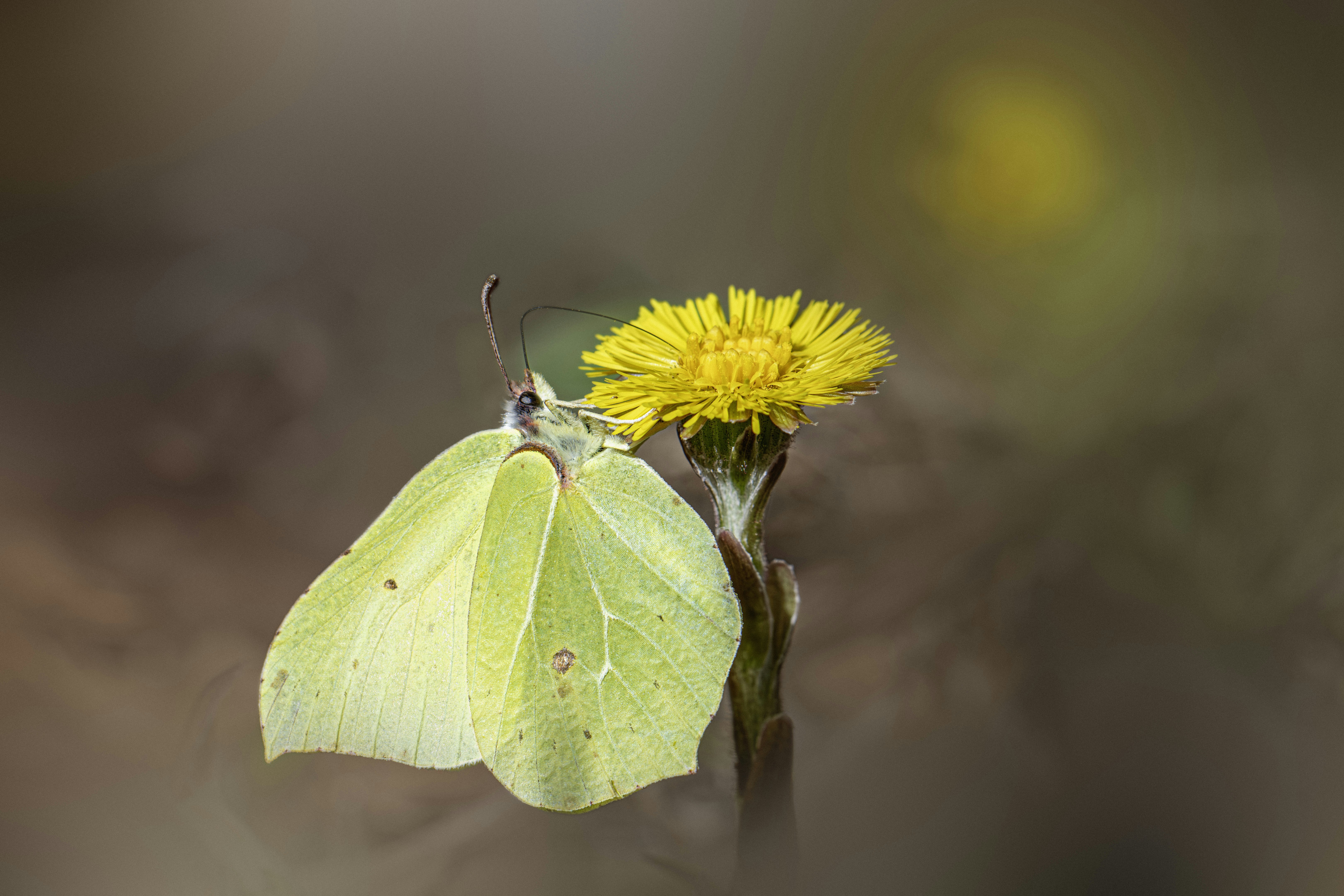 A pale yellow butterfly rests on a yellow flower.