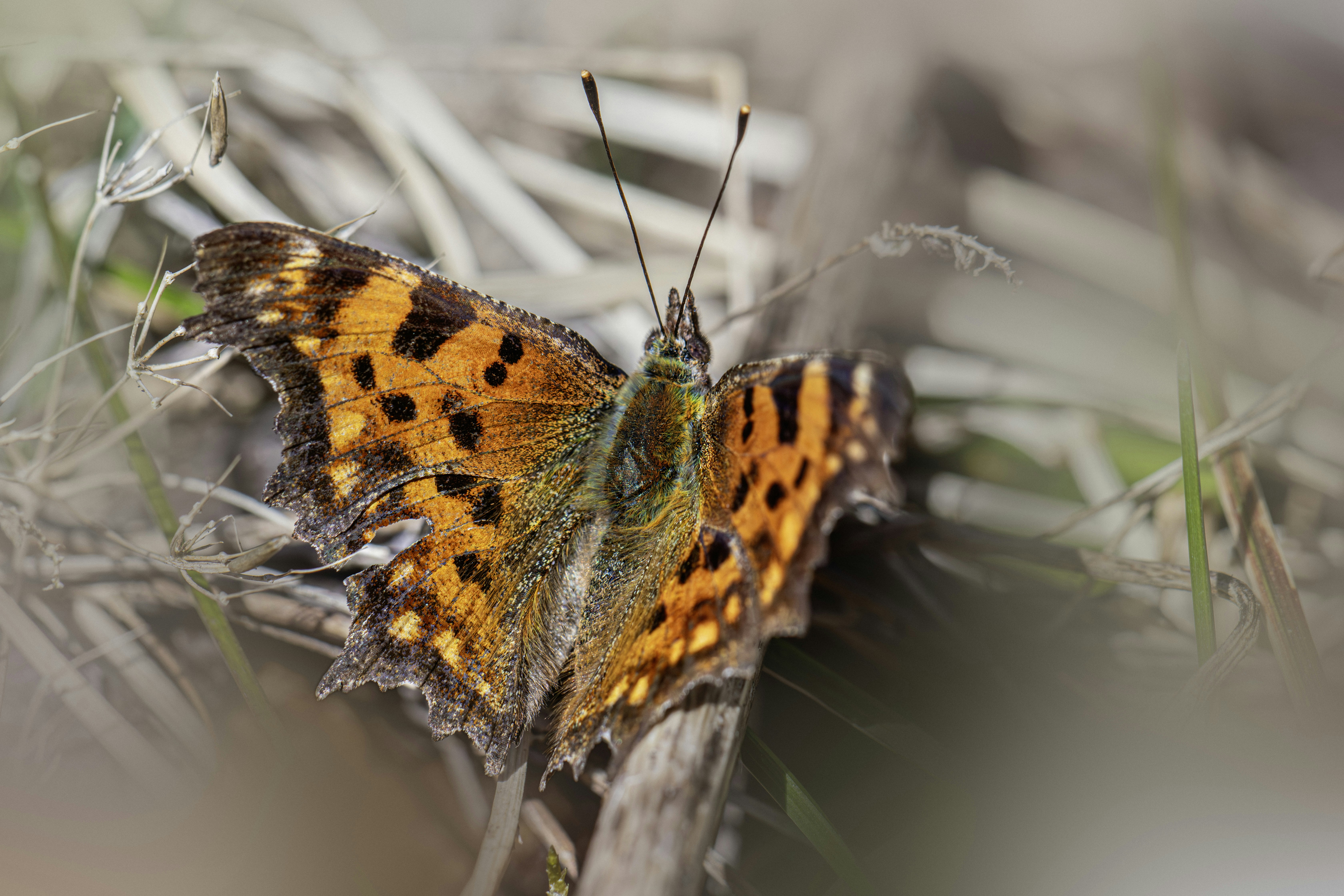 A colorful butterfly rests on dry grass