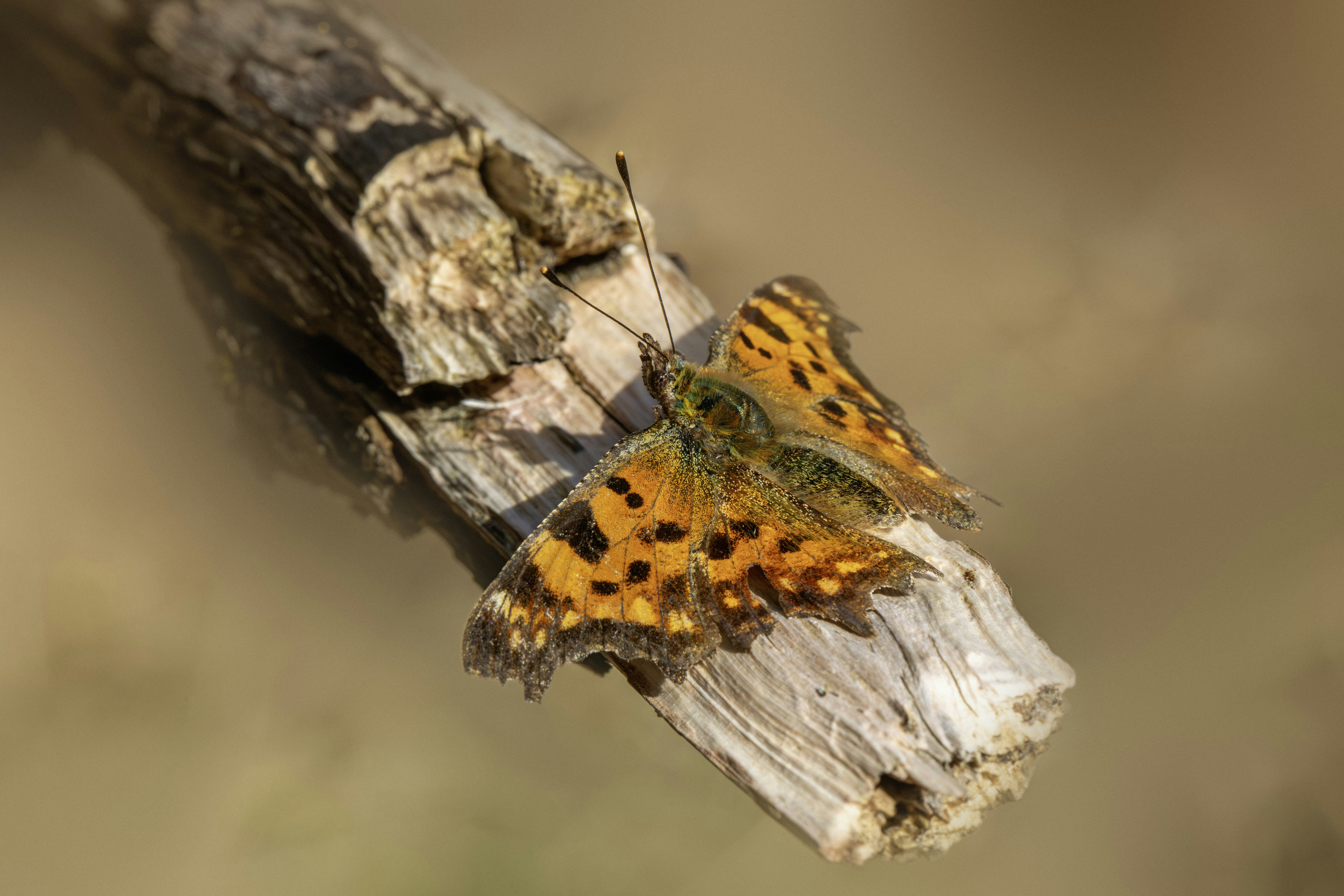Two orange butterflies rest on a dry branch.