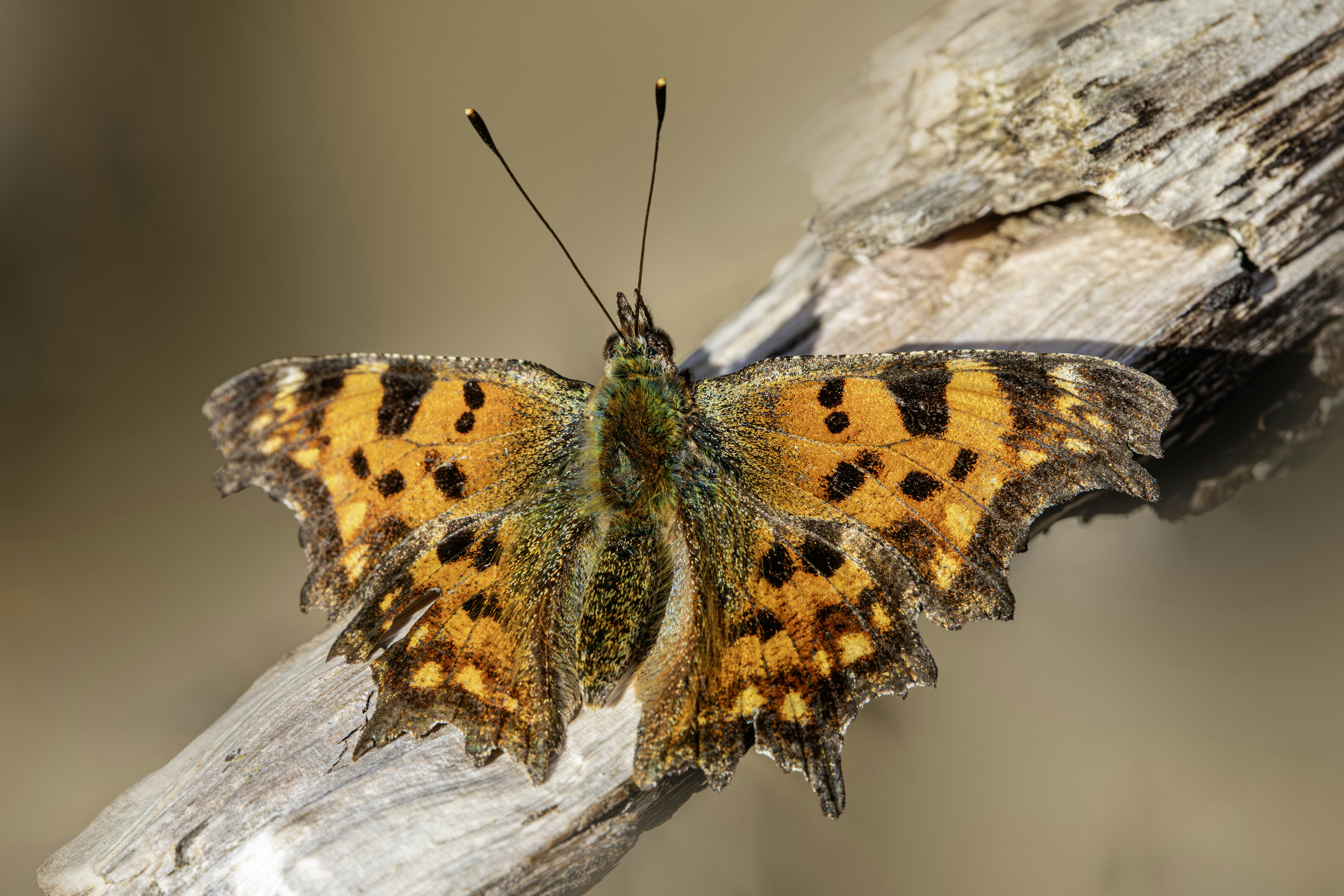 A colorful butterfly rests on a weathered branch.