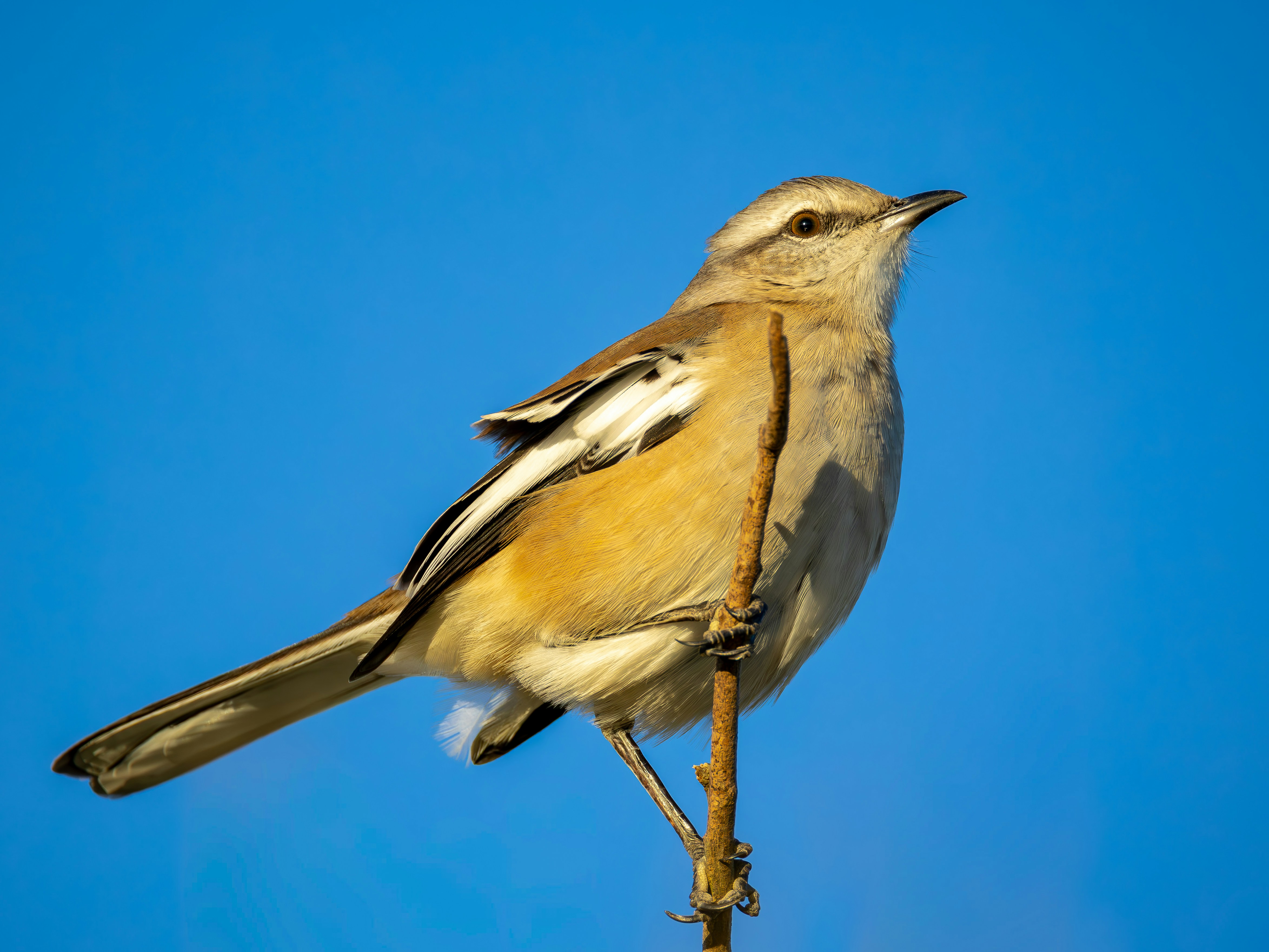 A small bird perched on a thin branch.