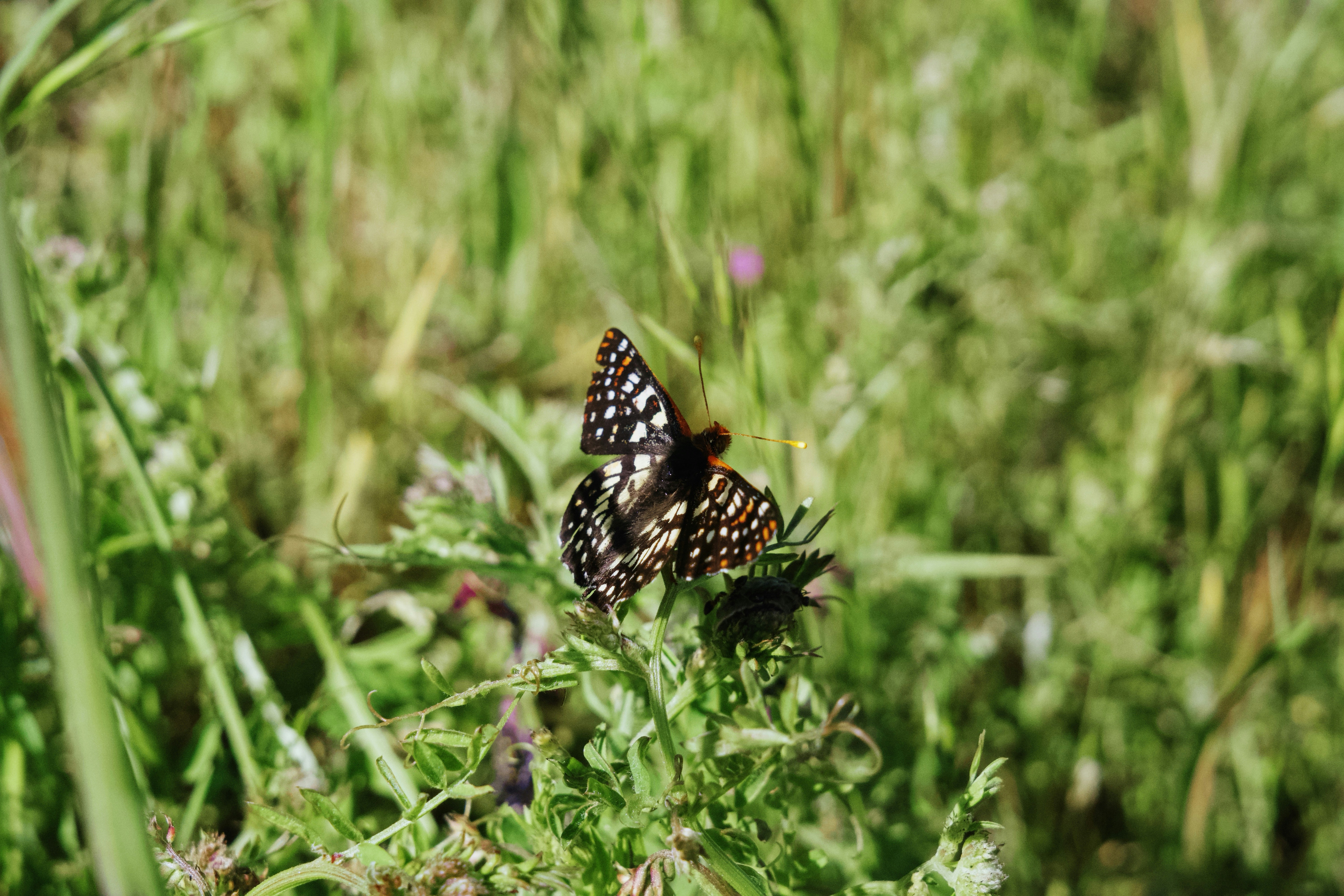 A butterfly rests on a green plant.