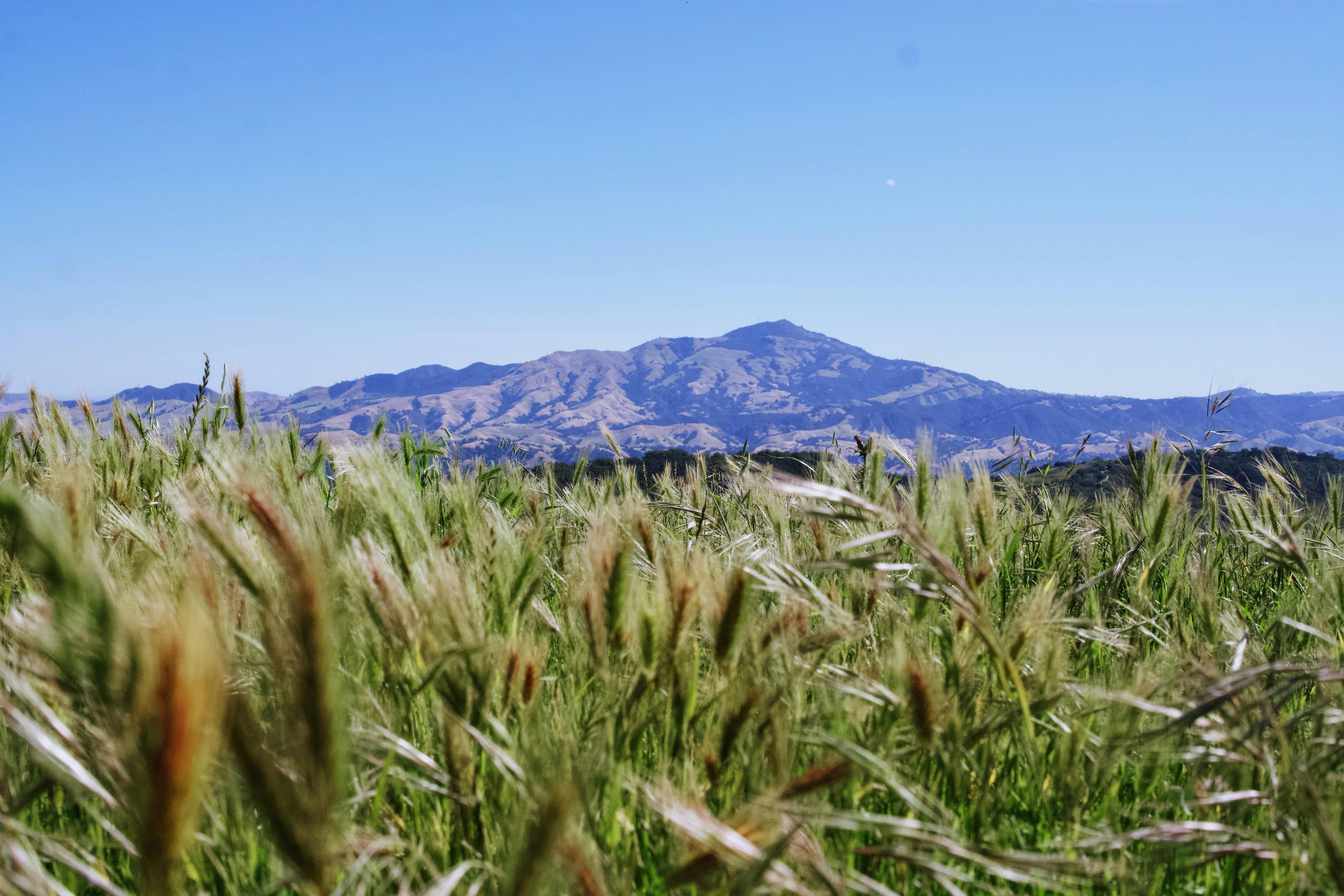 Grassy field with a mountain in the distance.