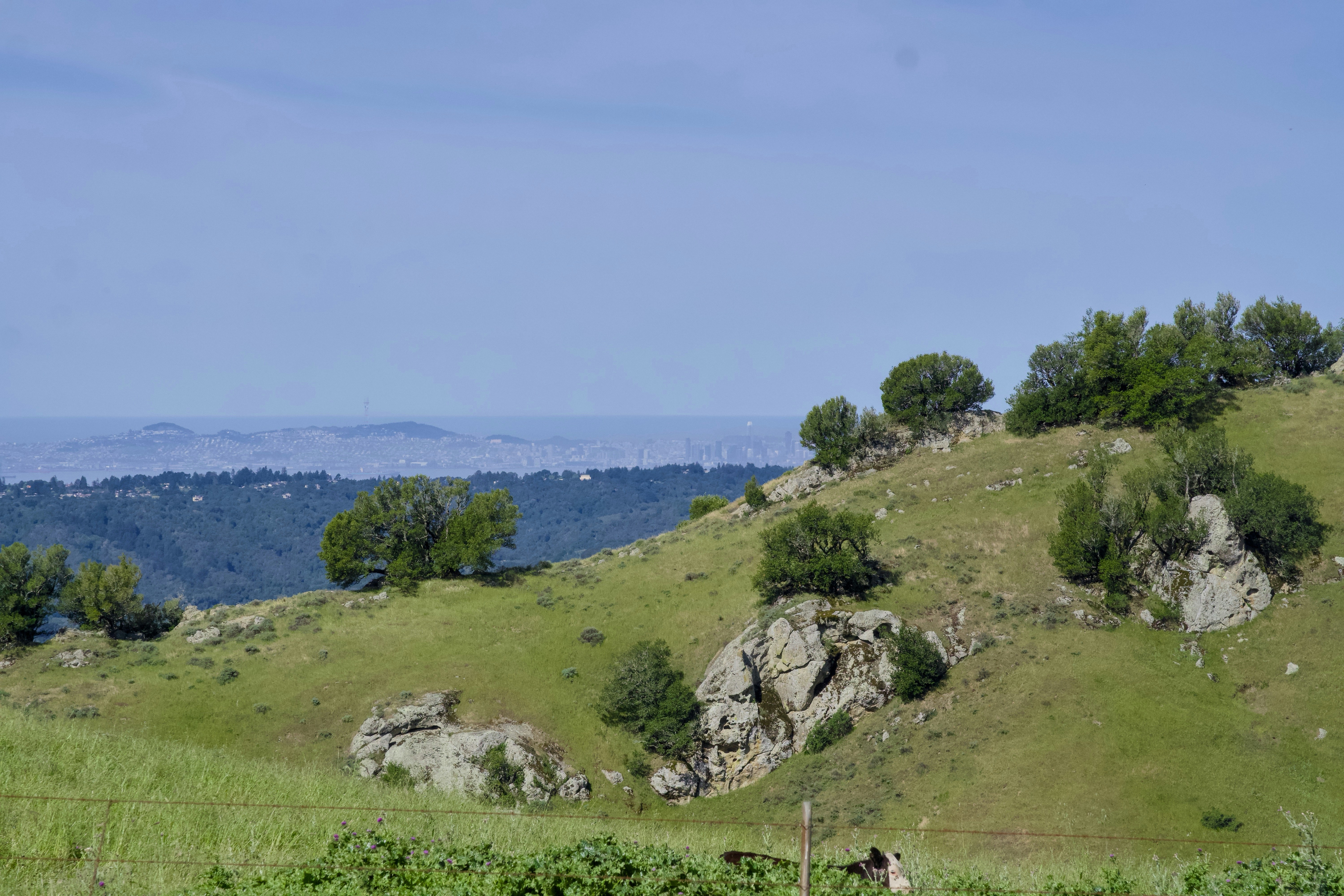 Green rolling hills with scattered trees and rocks
