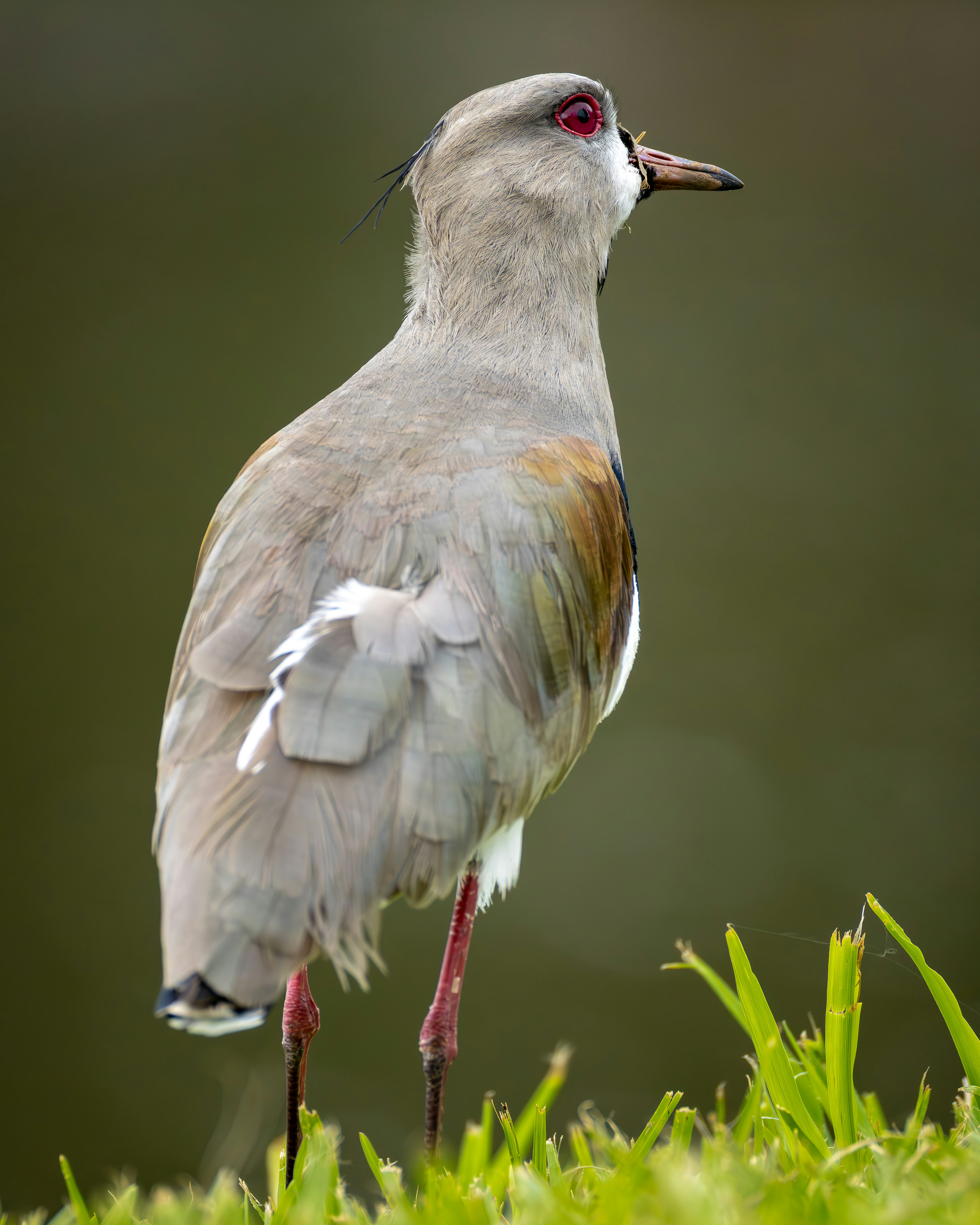 A bird with red eyes stands on grass.