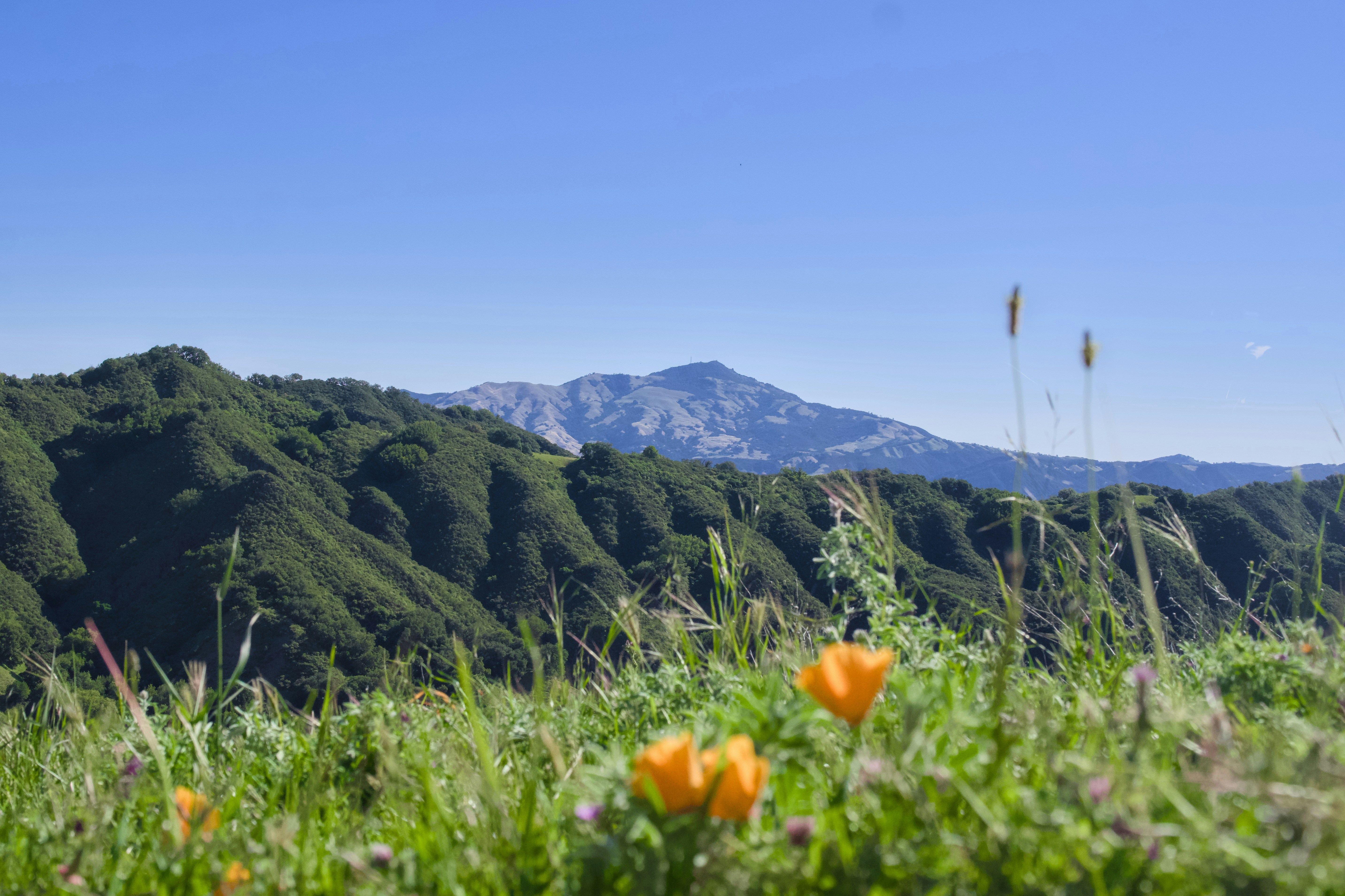 Green hills with wildflowers and a distant mountain.