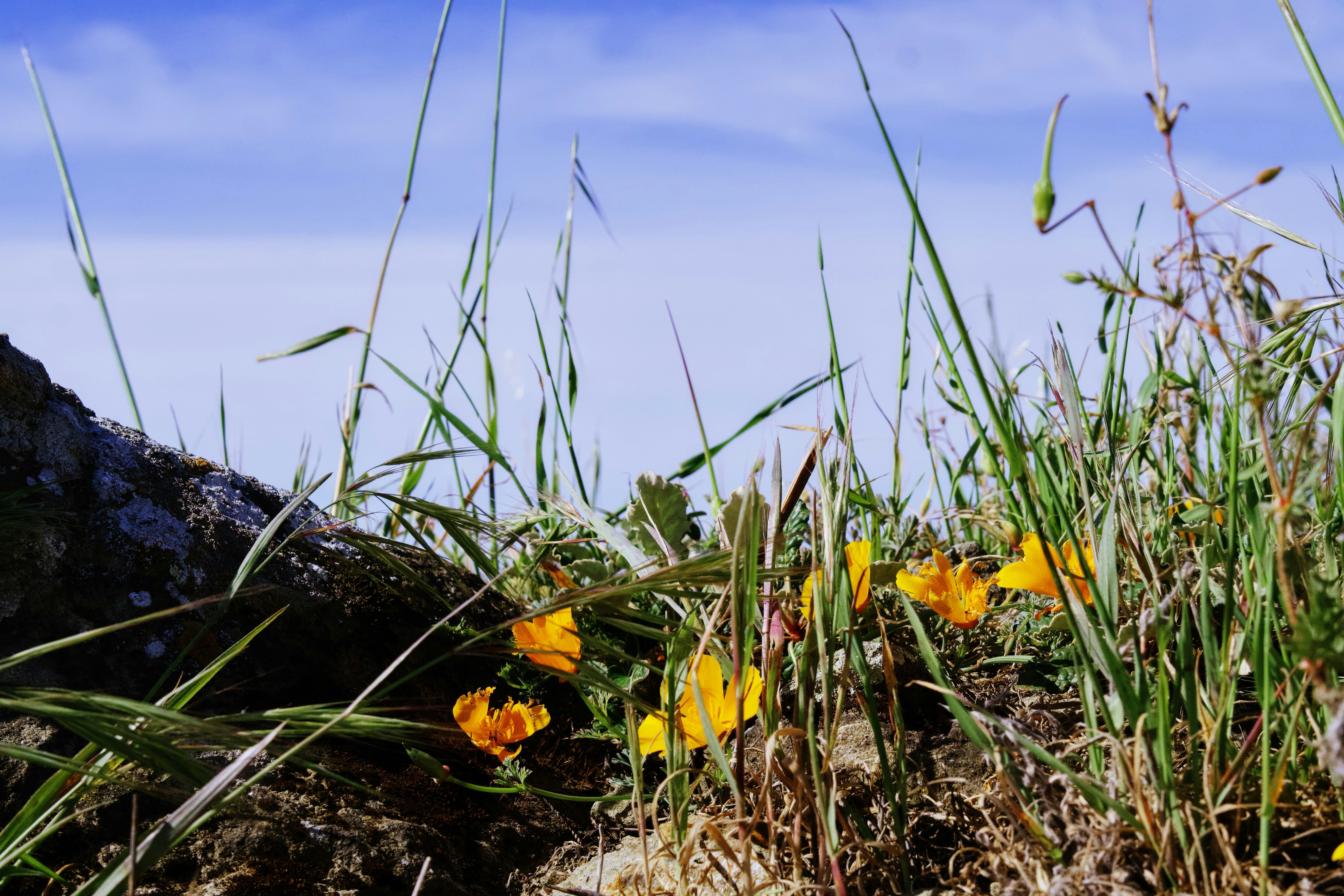 Yellow wildflowers bloom against a blue sky.