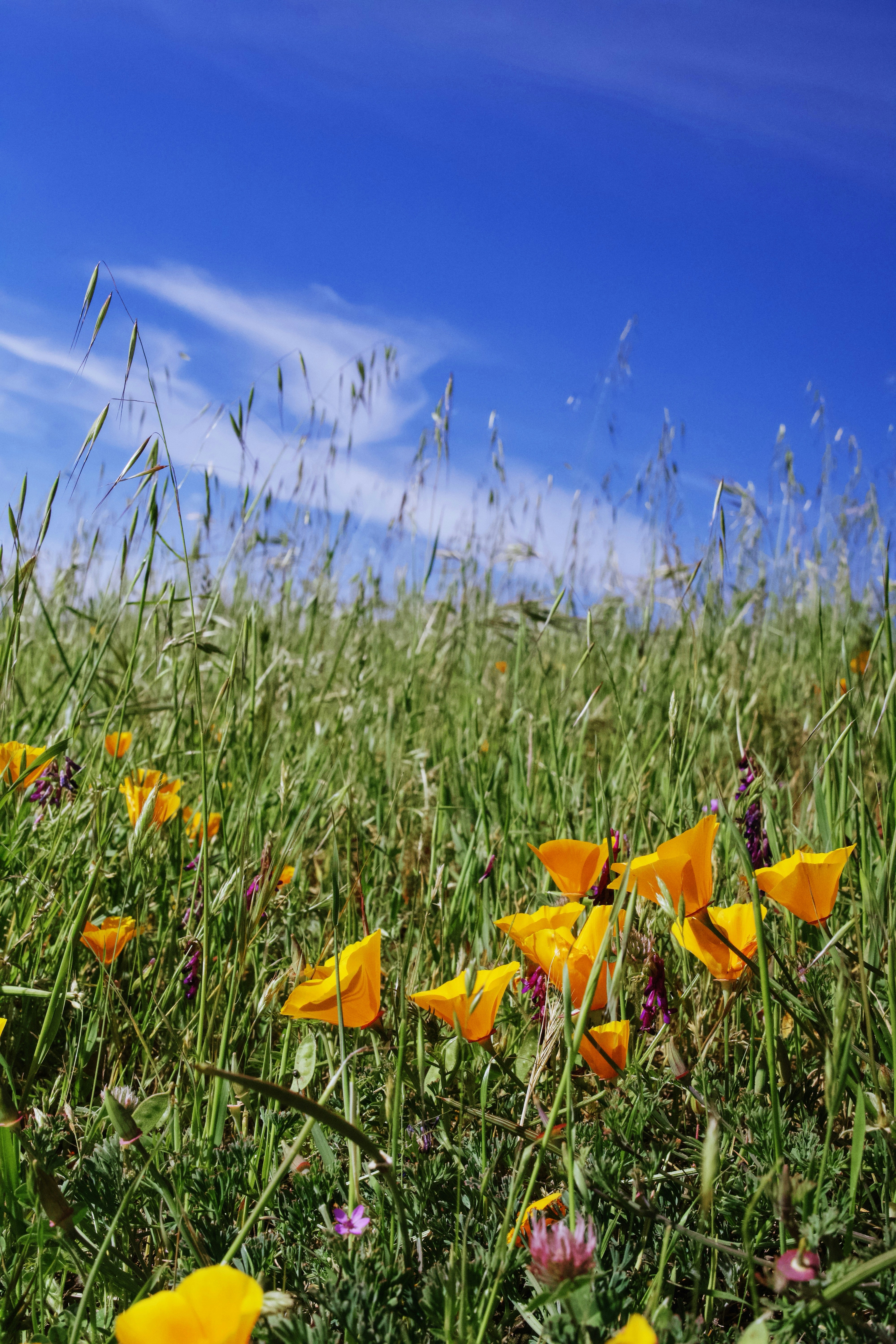 Orange poppies bloom in a green field under blue sky.