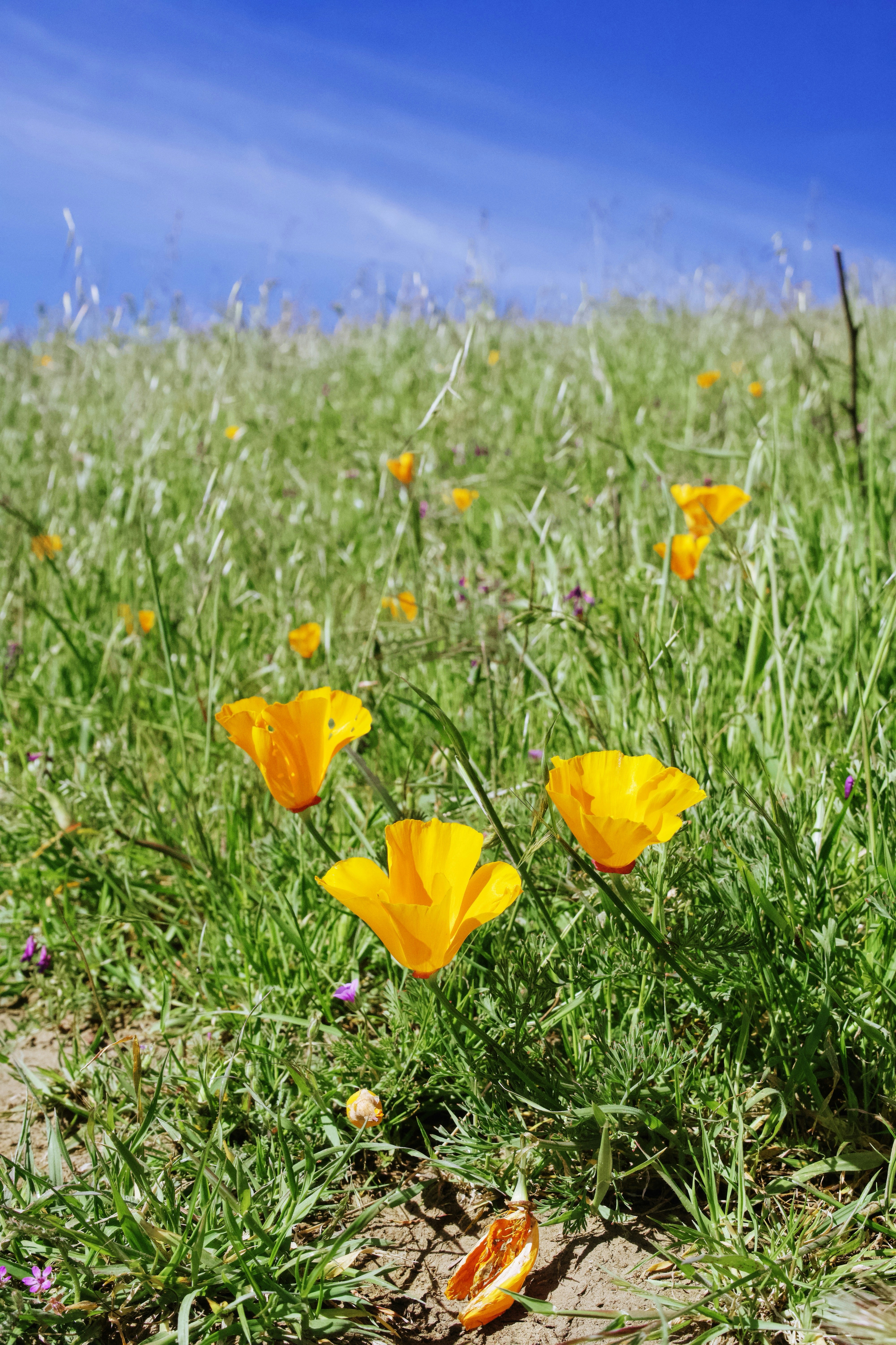Orange poppies bloom in a green grassy field.
