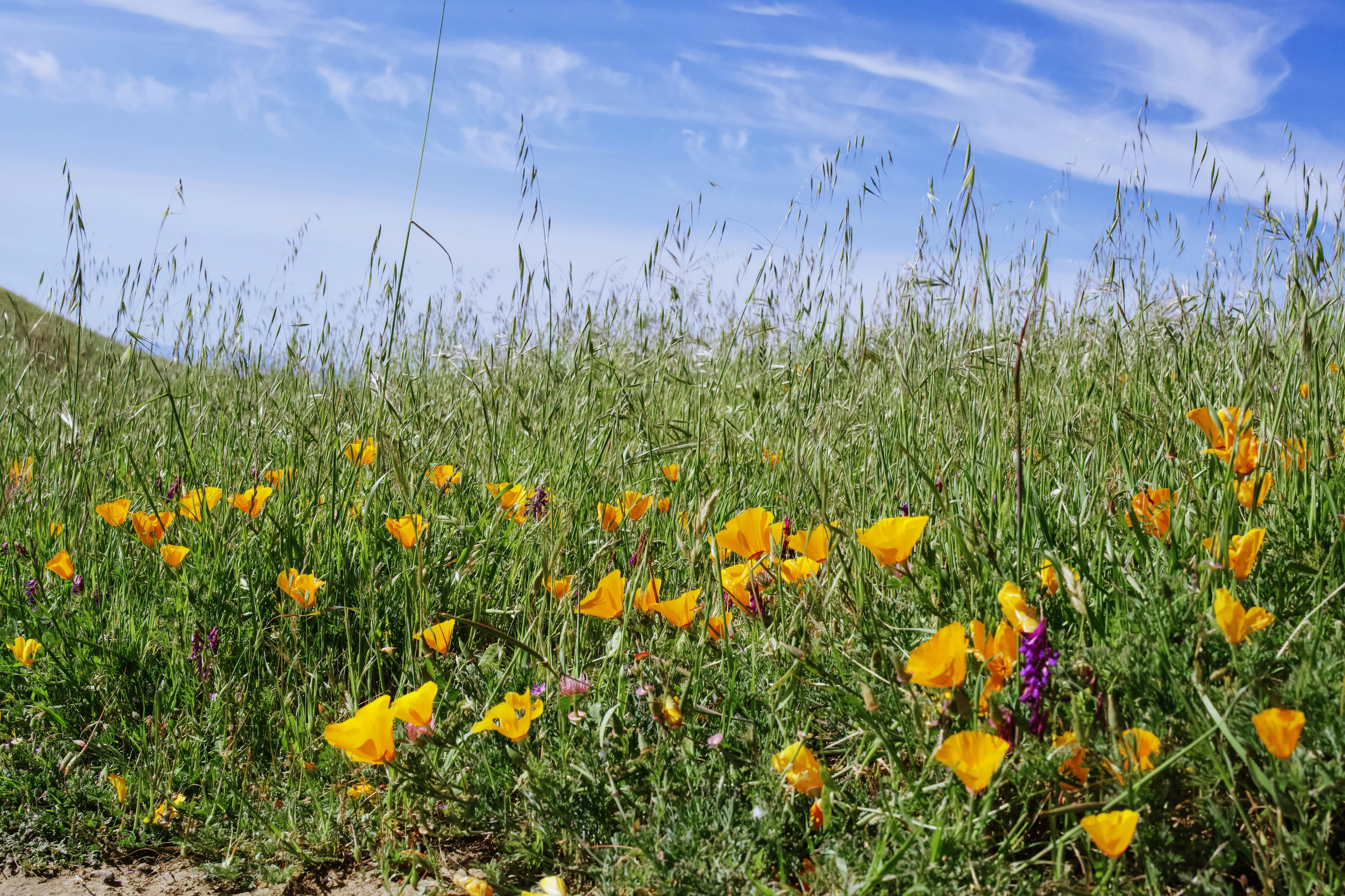 Field of orange poppies under a blue sky