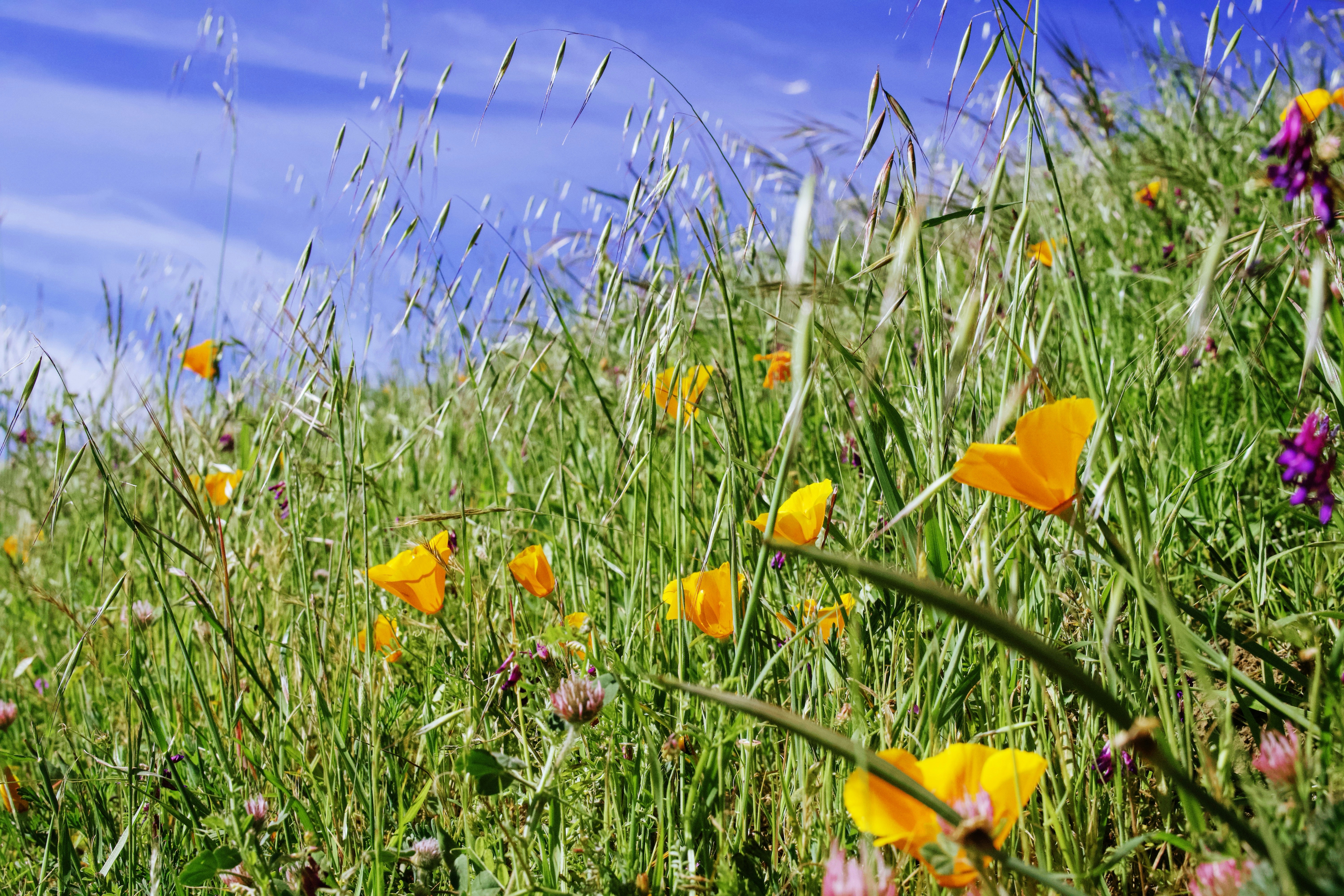 Field of wildflowers under a blue sky