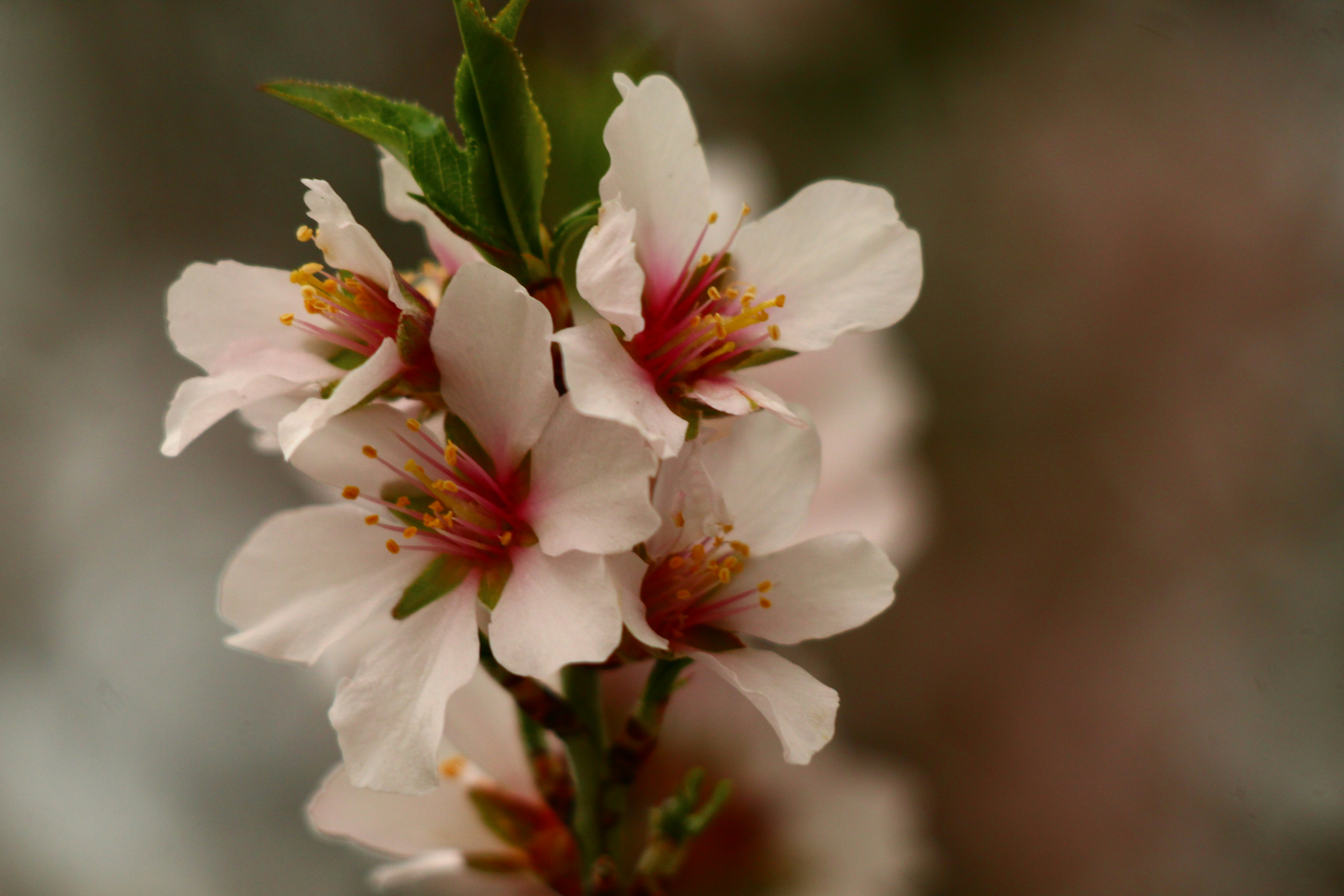 Delicate pink almond blossoms bloom on a branch.