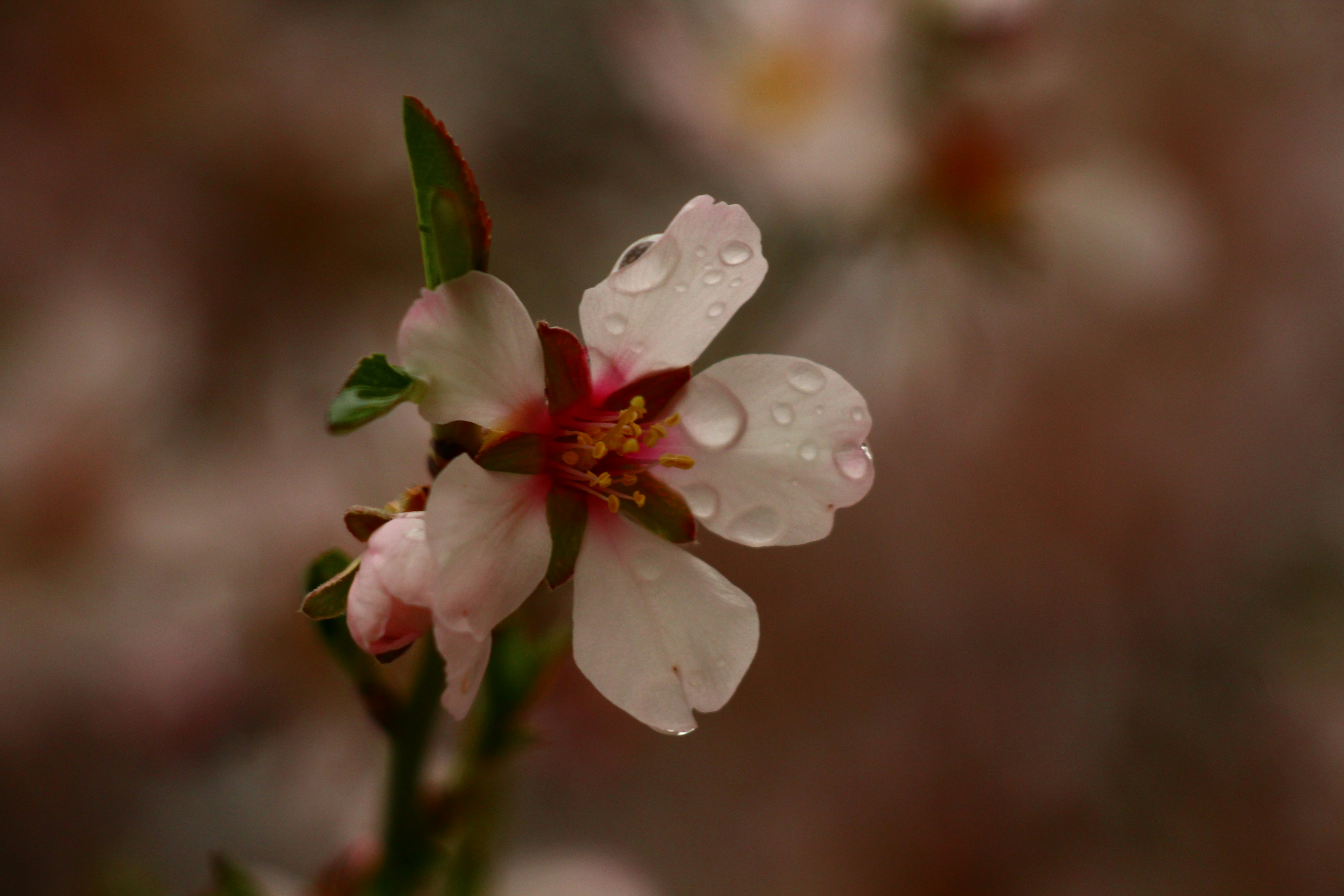 Delicate white flower with water droplets on petals.