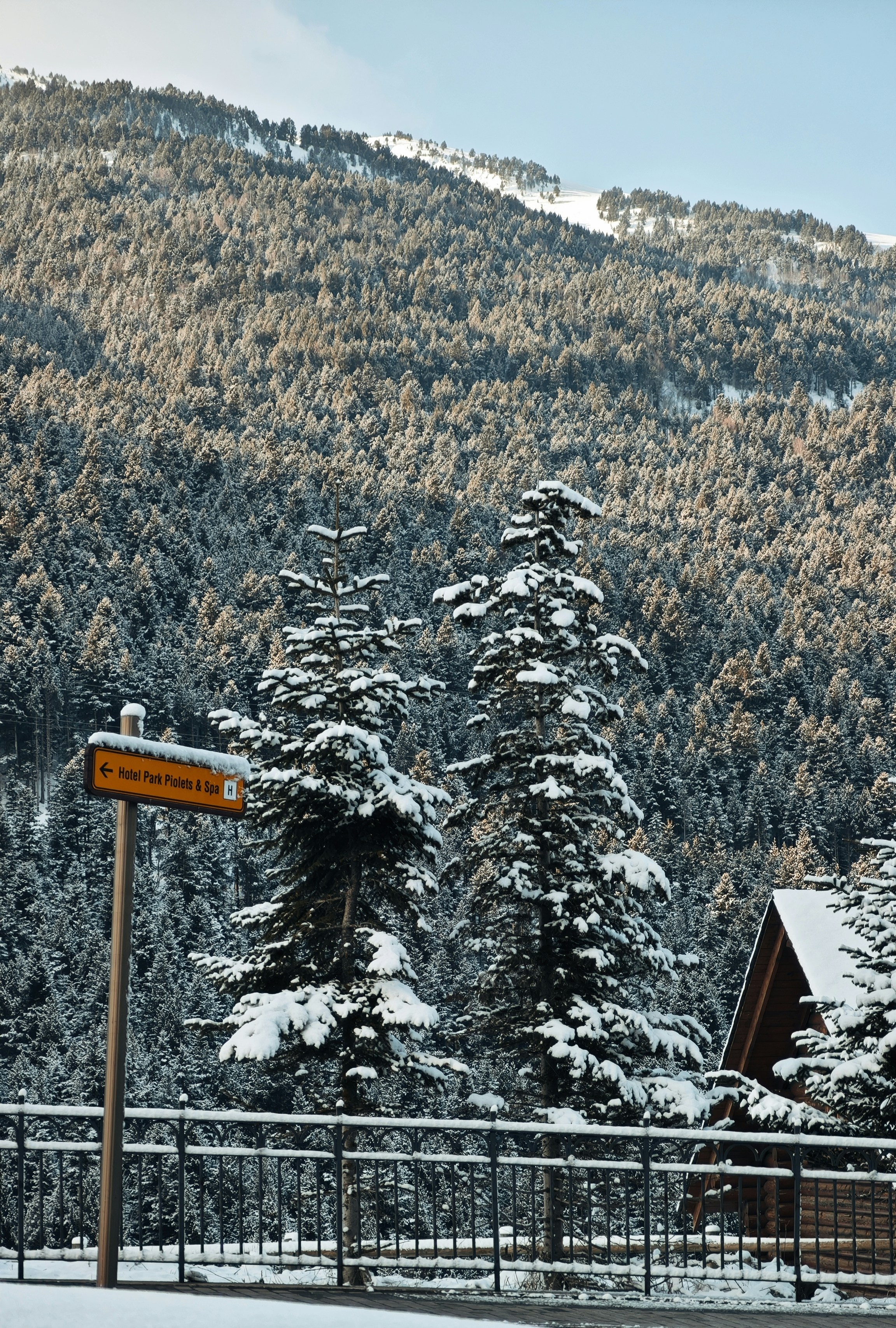 Snow-covered pine trees and a directional sign.