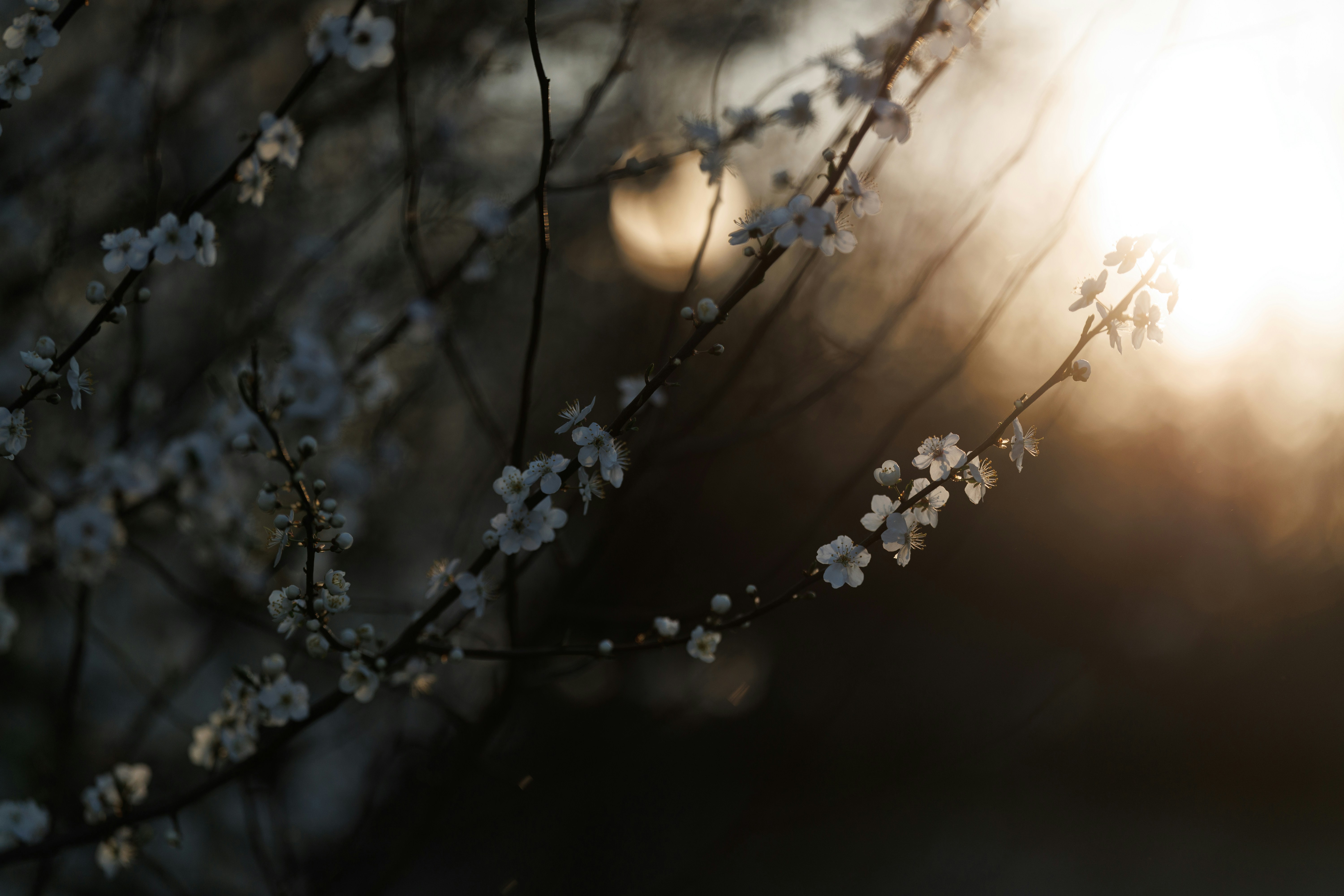 Photo by irrabagon