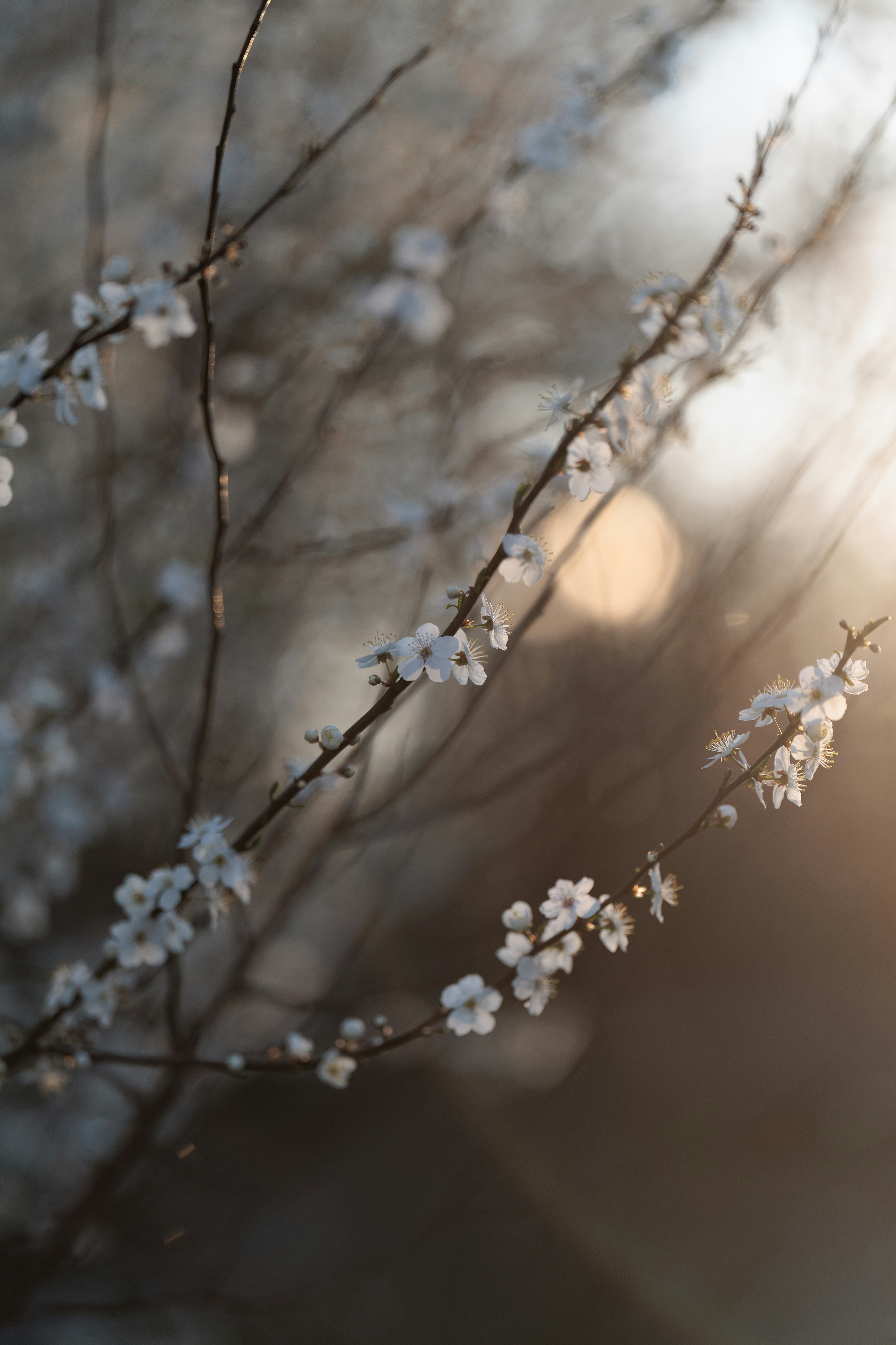Photo by irrabagon