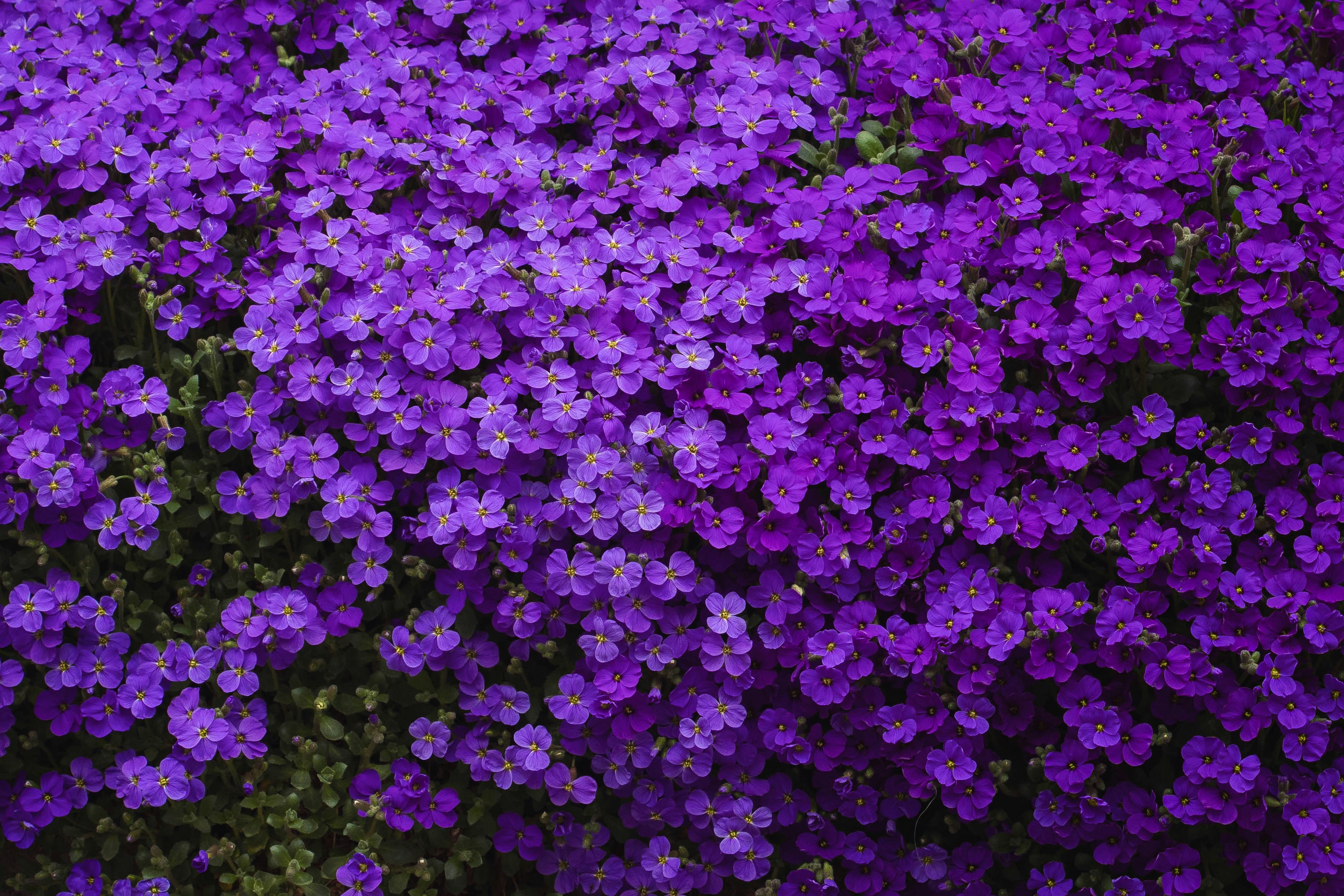 Un campo denso de pequeñas flores moradas.