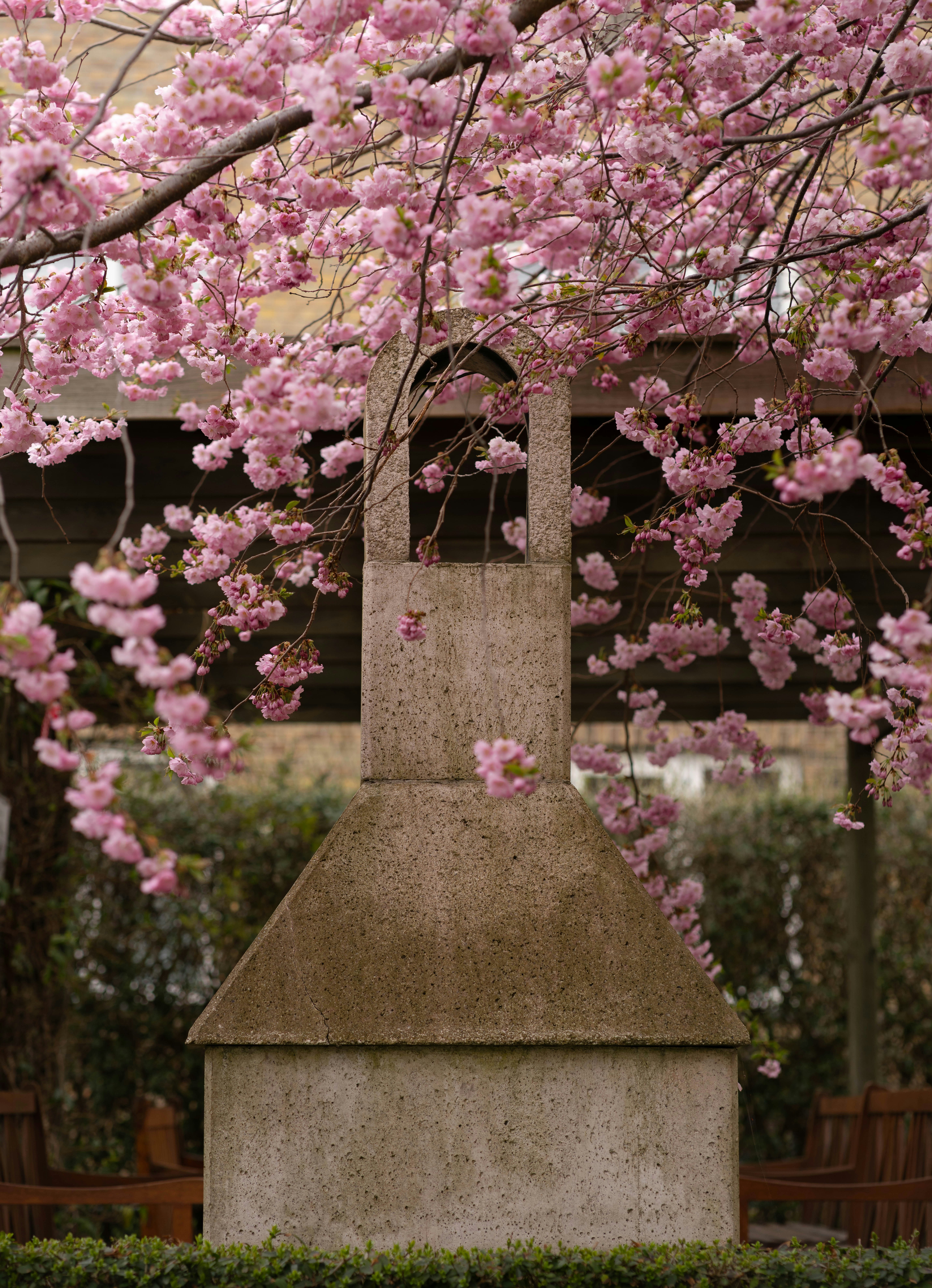 Monumento de piedra rodeado de cerezos rosas en flor.