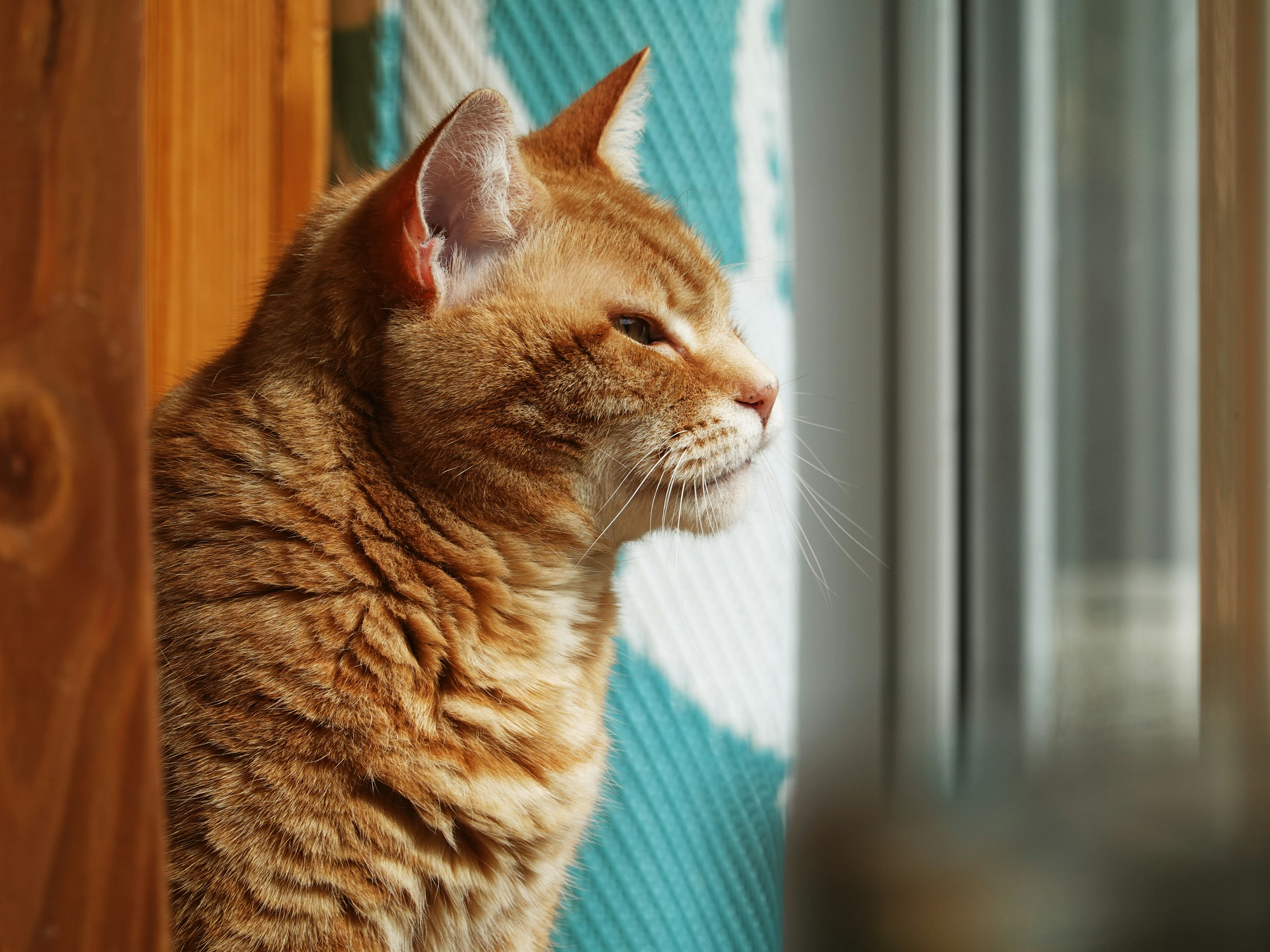 Photo by thecurlyone
