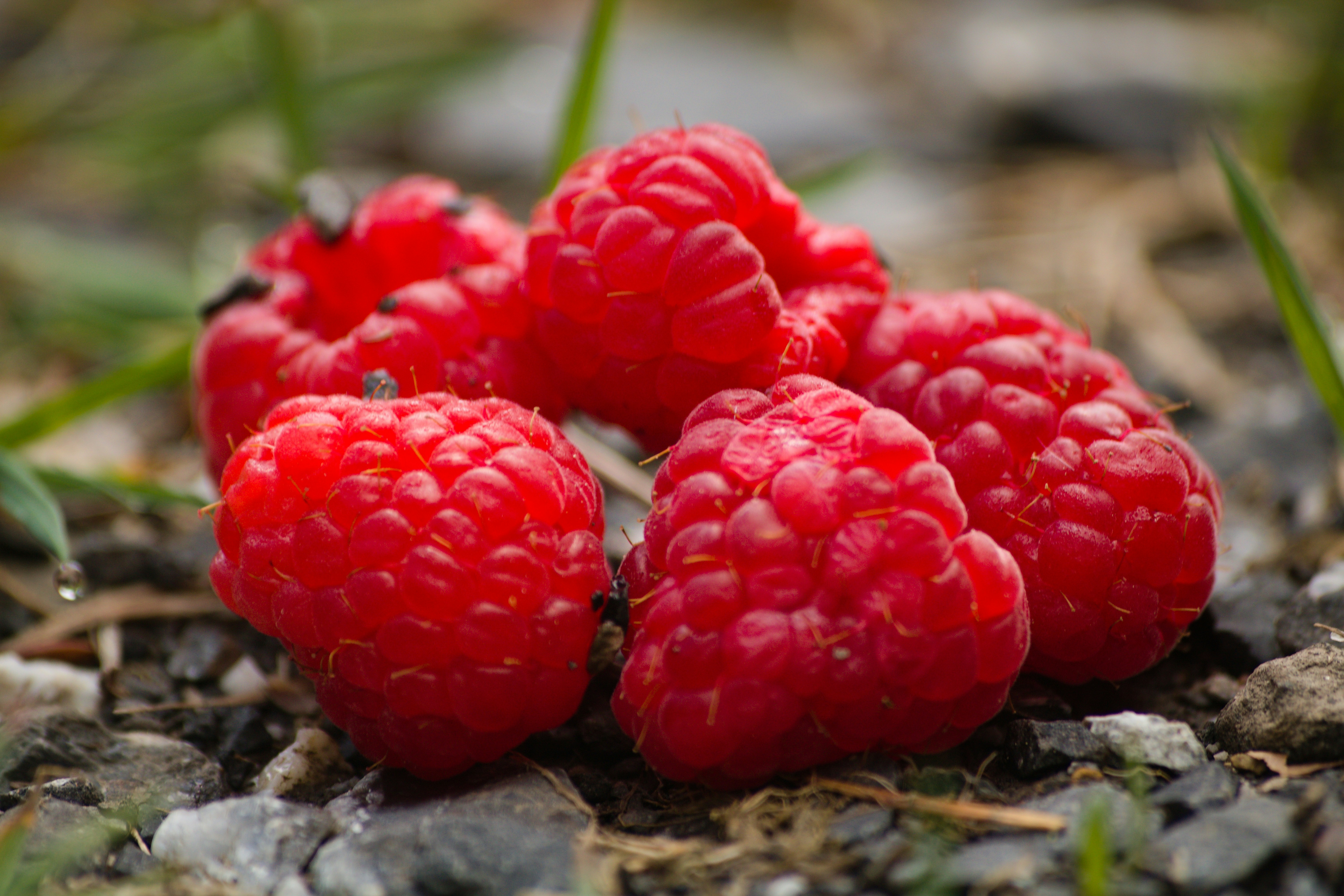A cluster of ripe raspberries on the ground.