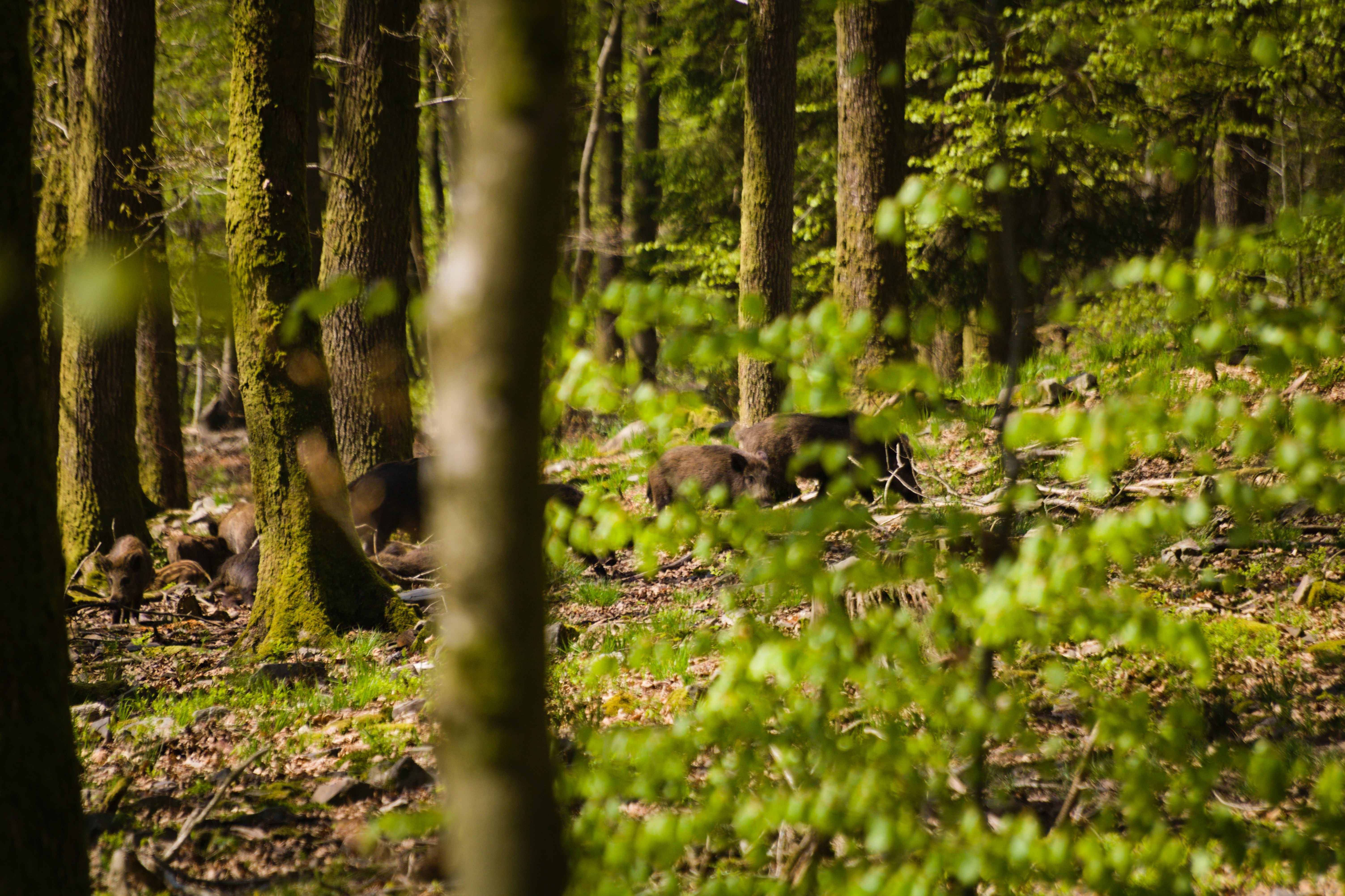 Wild boars in a dense green forest