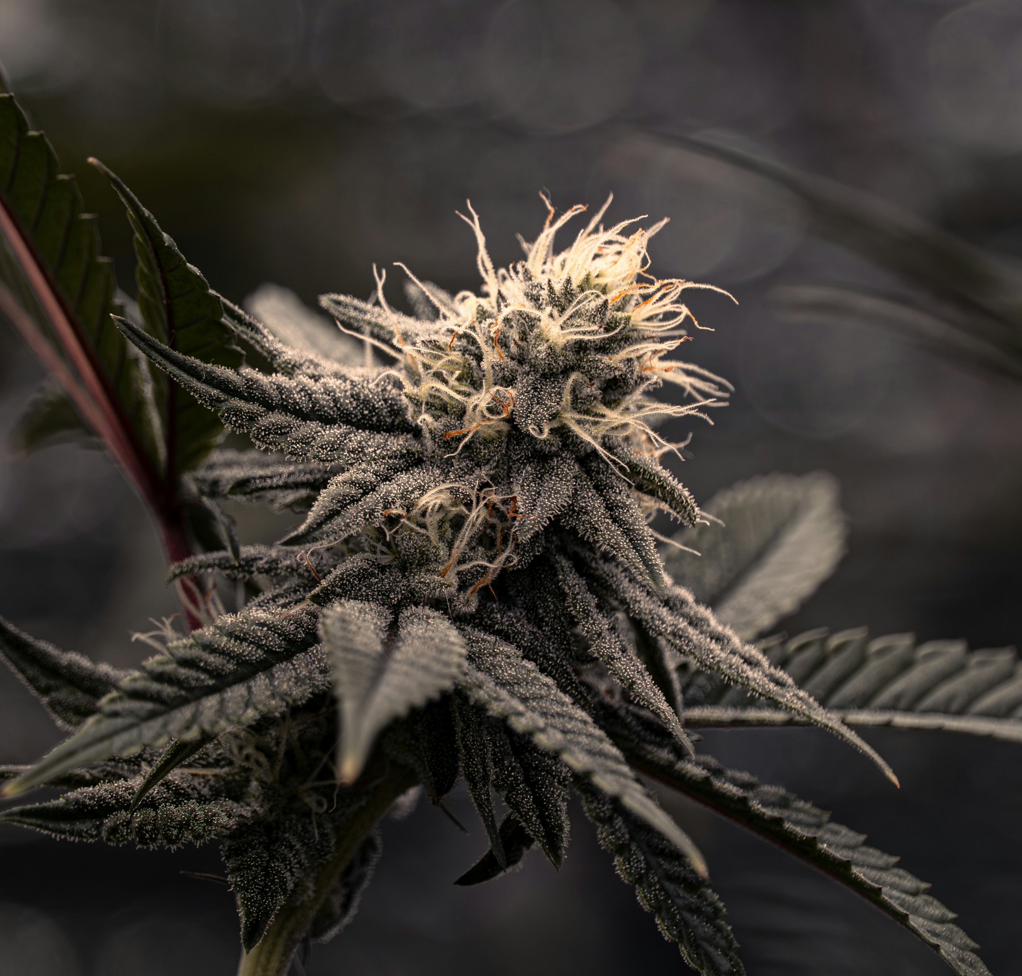 Close-up of a cannabis flower with trichomes