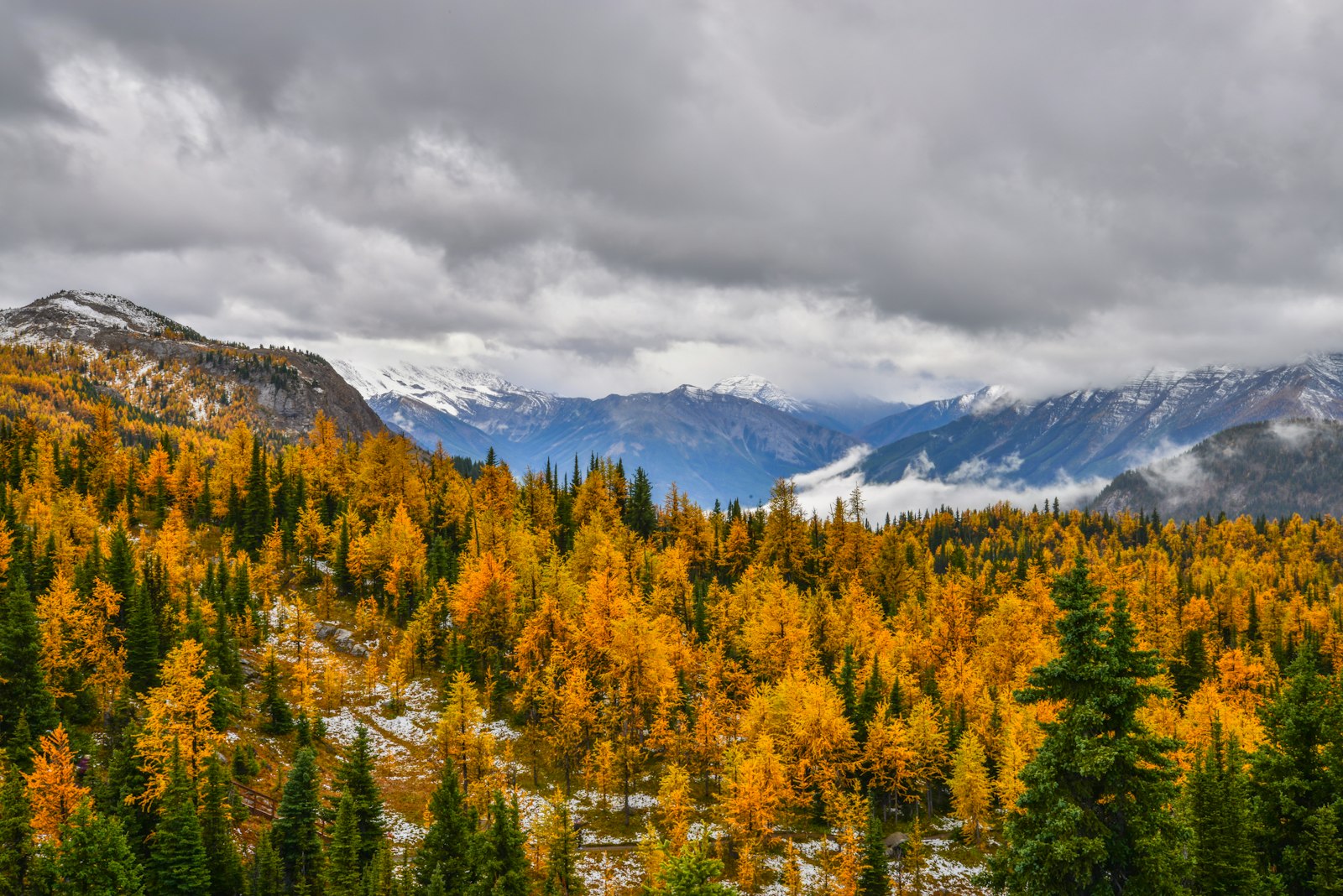 Golden larch trees covering a mountain slope under moody autumn skies at Sunshine Meadows near Banff
